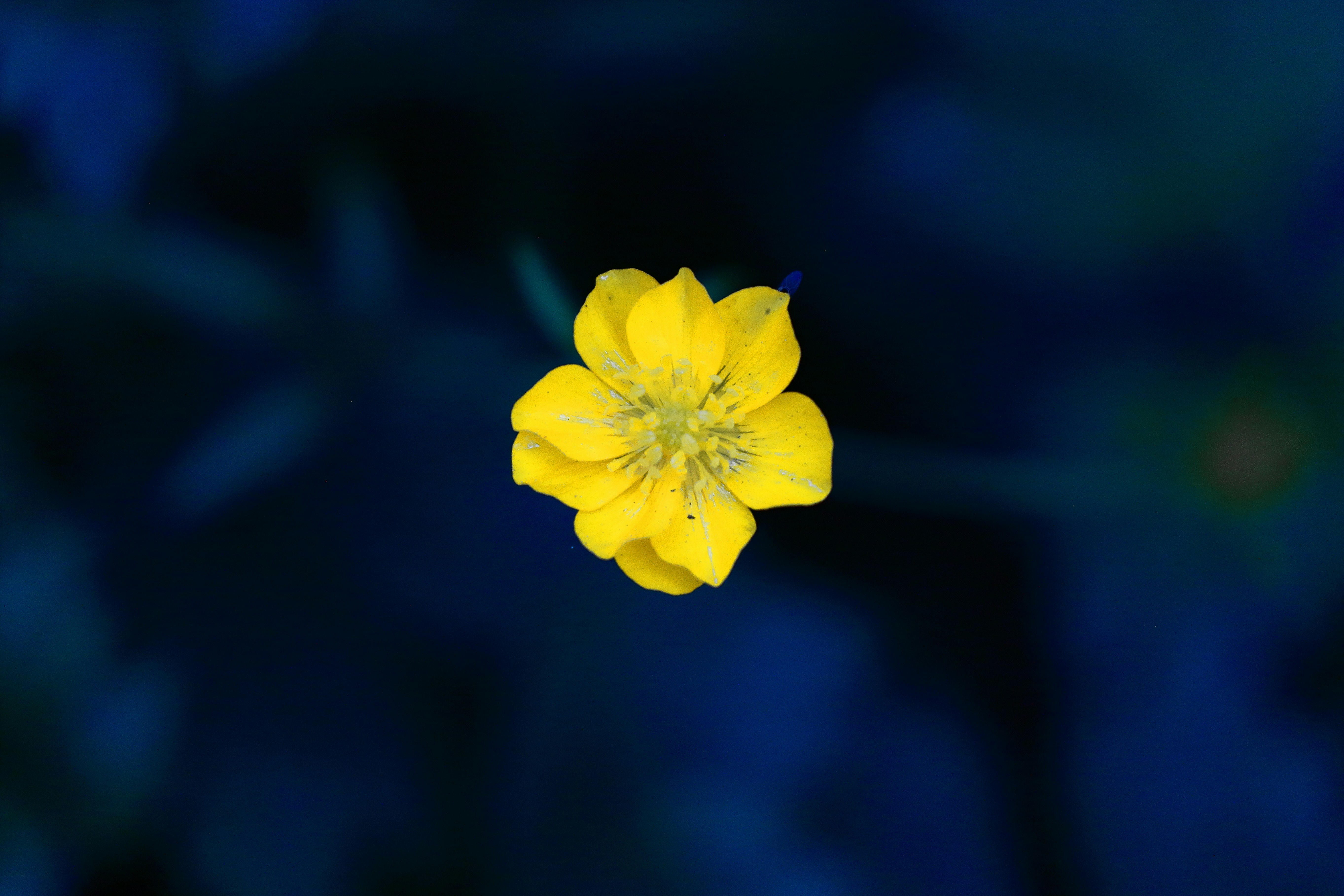 Photo by rowanofthevalley