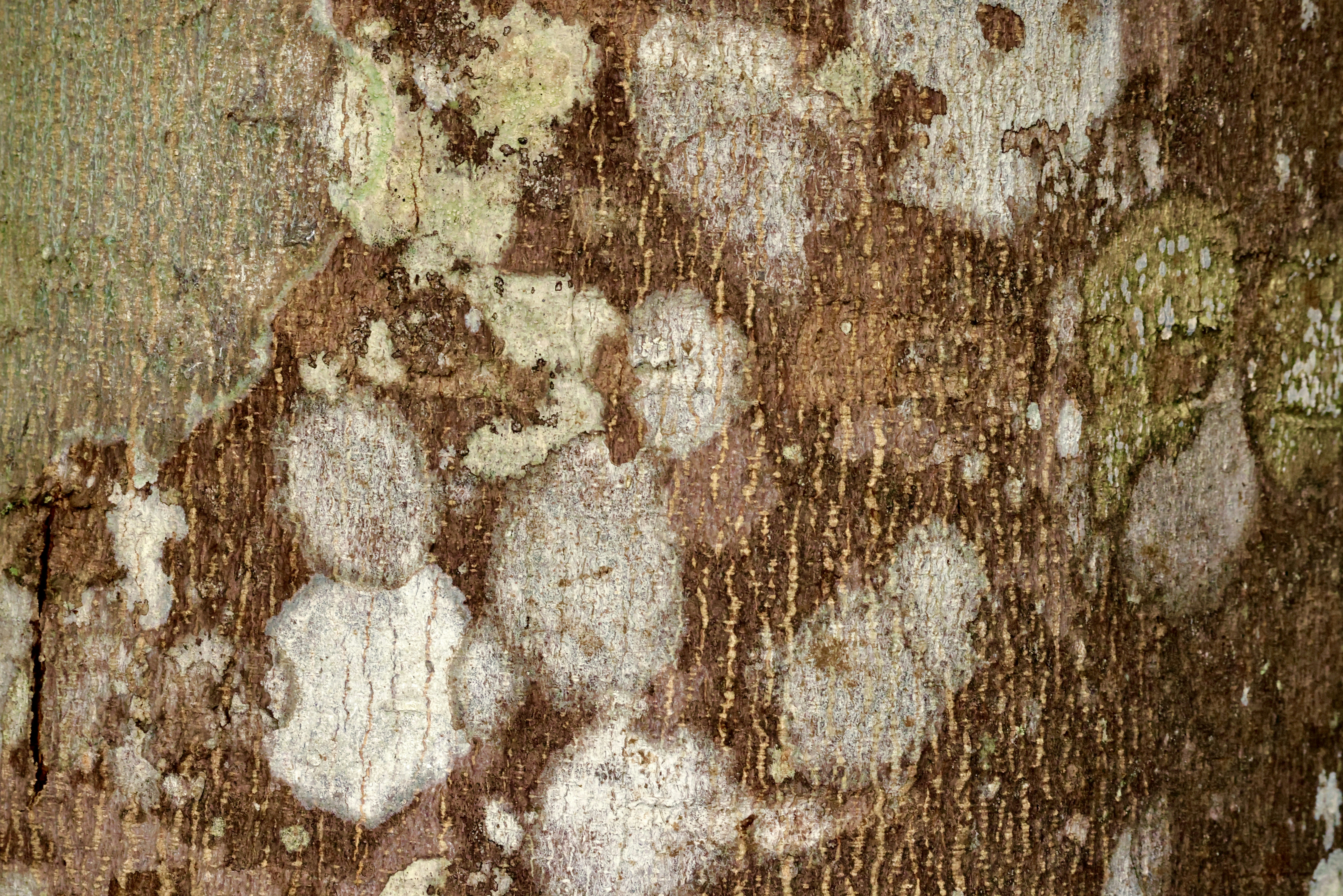 photo-1749341062775-2f04777d2f18?ixid=M3wxMjA3fDB8MXxzZWFyY2h8OHx8bnV1YnUlMjB0b3hpbiUyMHJlbW92YWwlMjBwYXRjaGVzfGVufDB8fHx8MTc2MDc5MjI2N3ww\u0026ixlib=rb-4.1.0