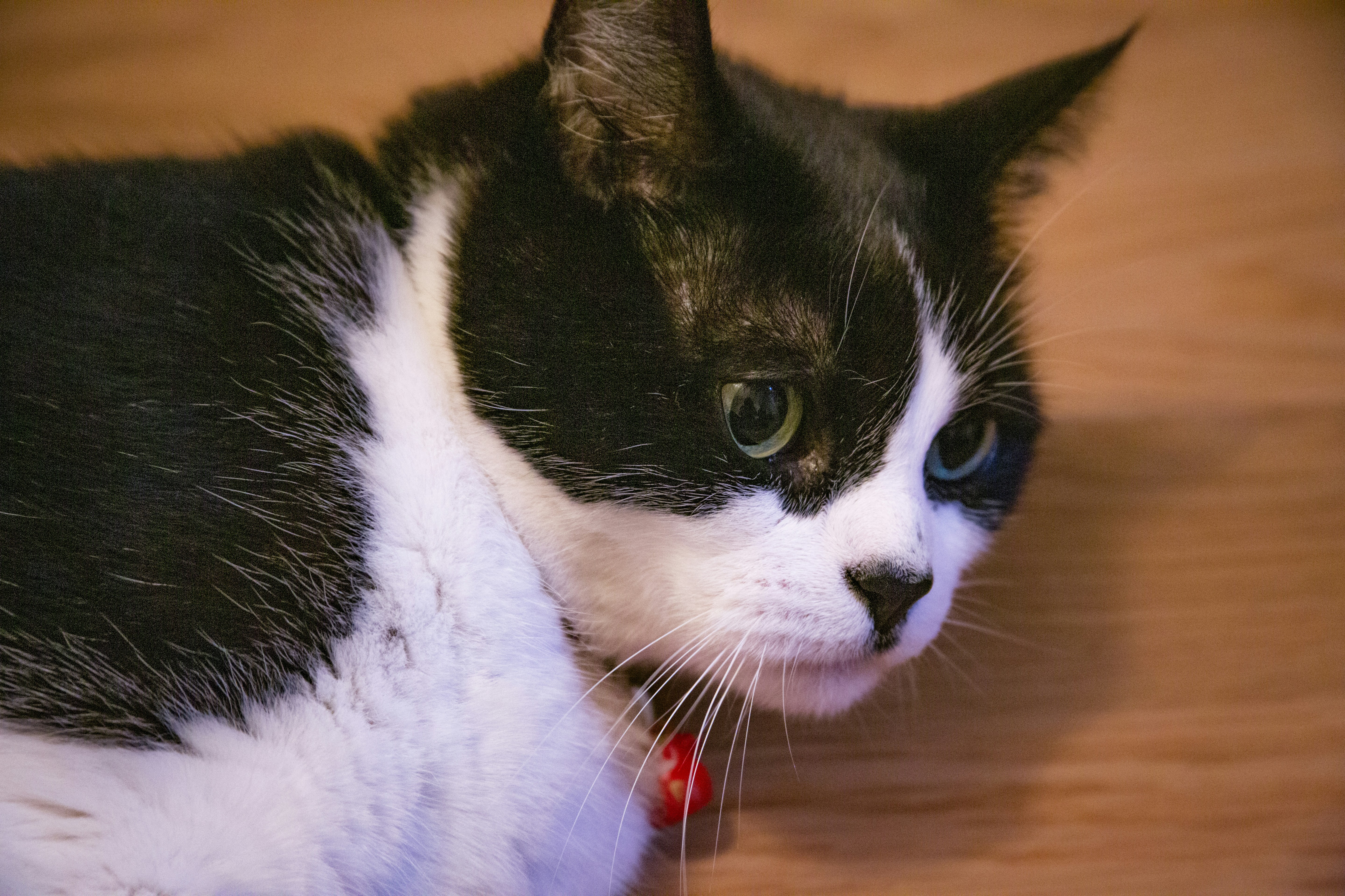 A tuxedo cat looks off to the side.