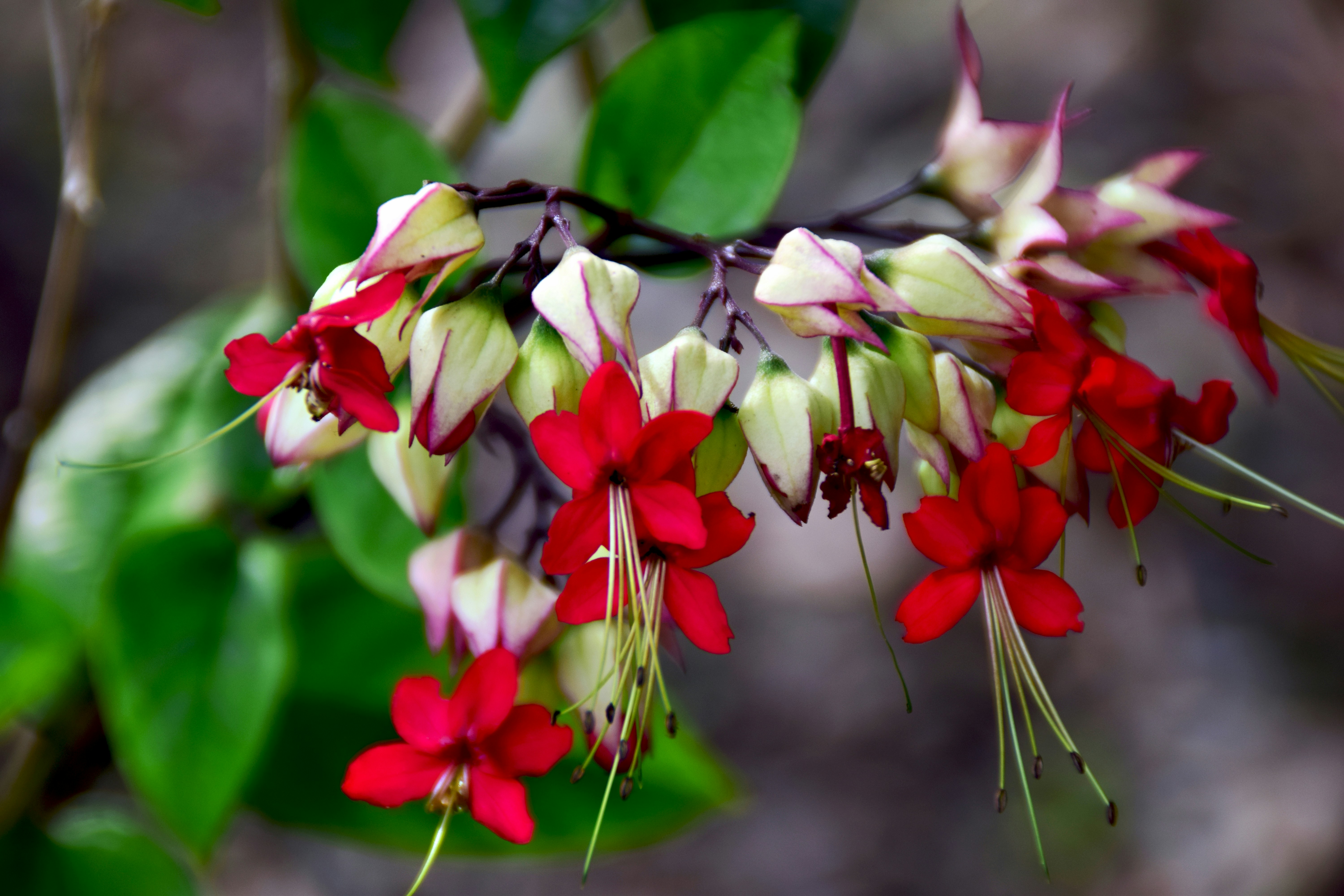 Beautiful red and white flowers bloom on the plant.