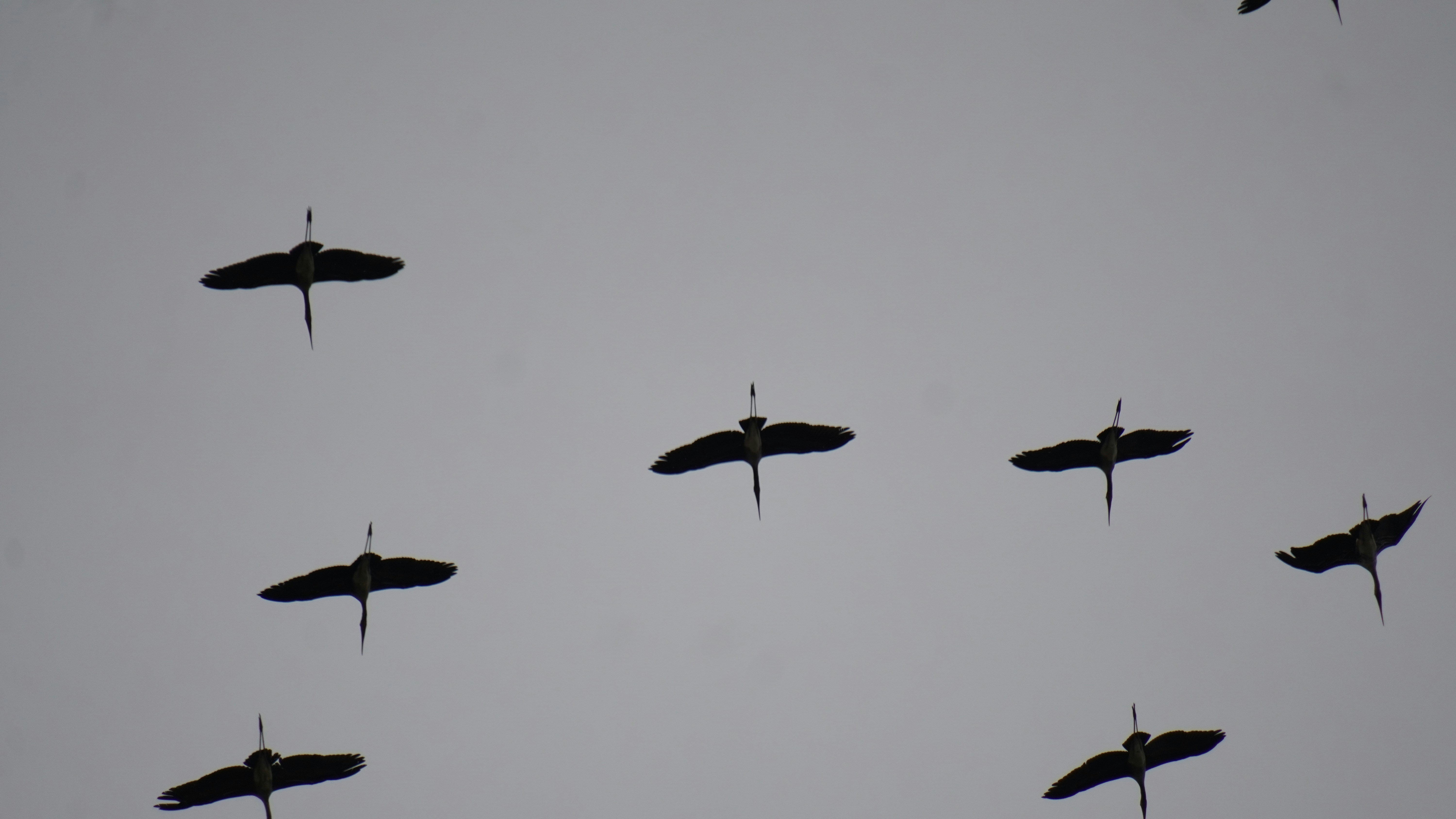Birds are flying in formation against a gray sky.