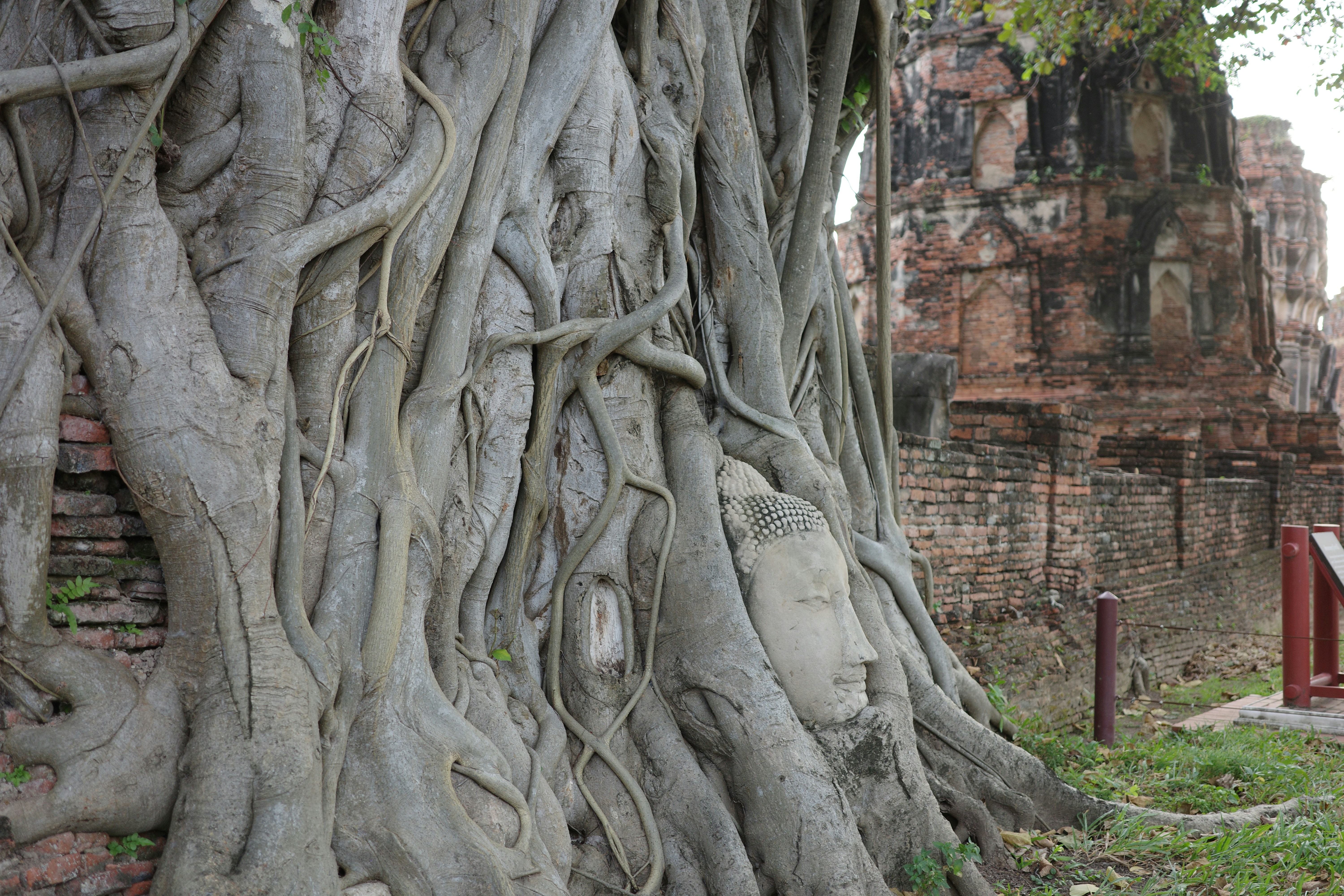 Buddha head in the roots of  bodhi tree