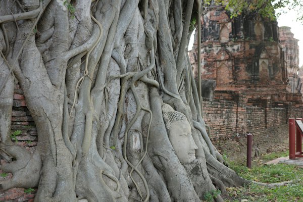 Buddha's head entwined by tree roots — Ayutthaya, Thailand