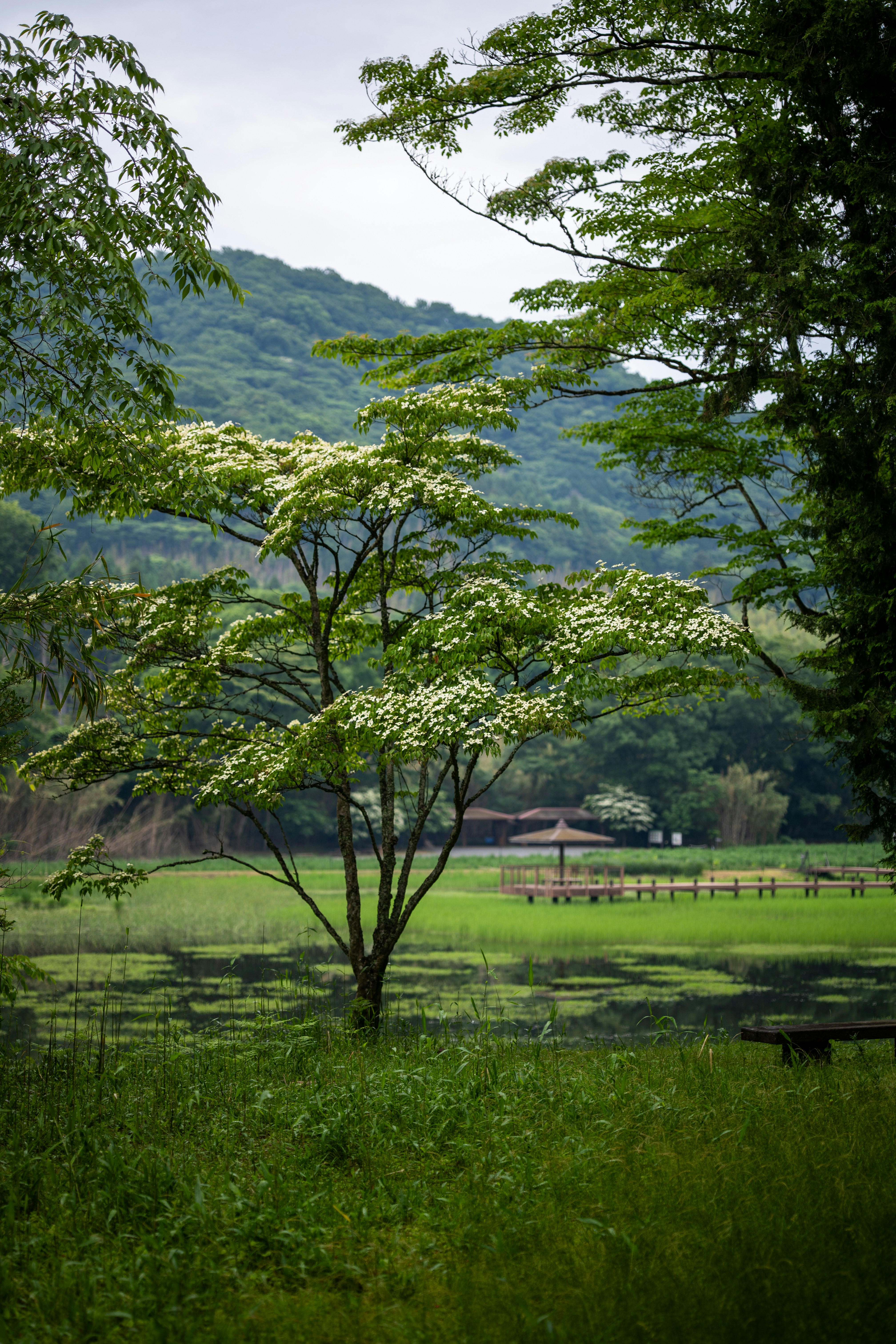 A blooming tree stands in a lush green landscape.