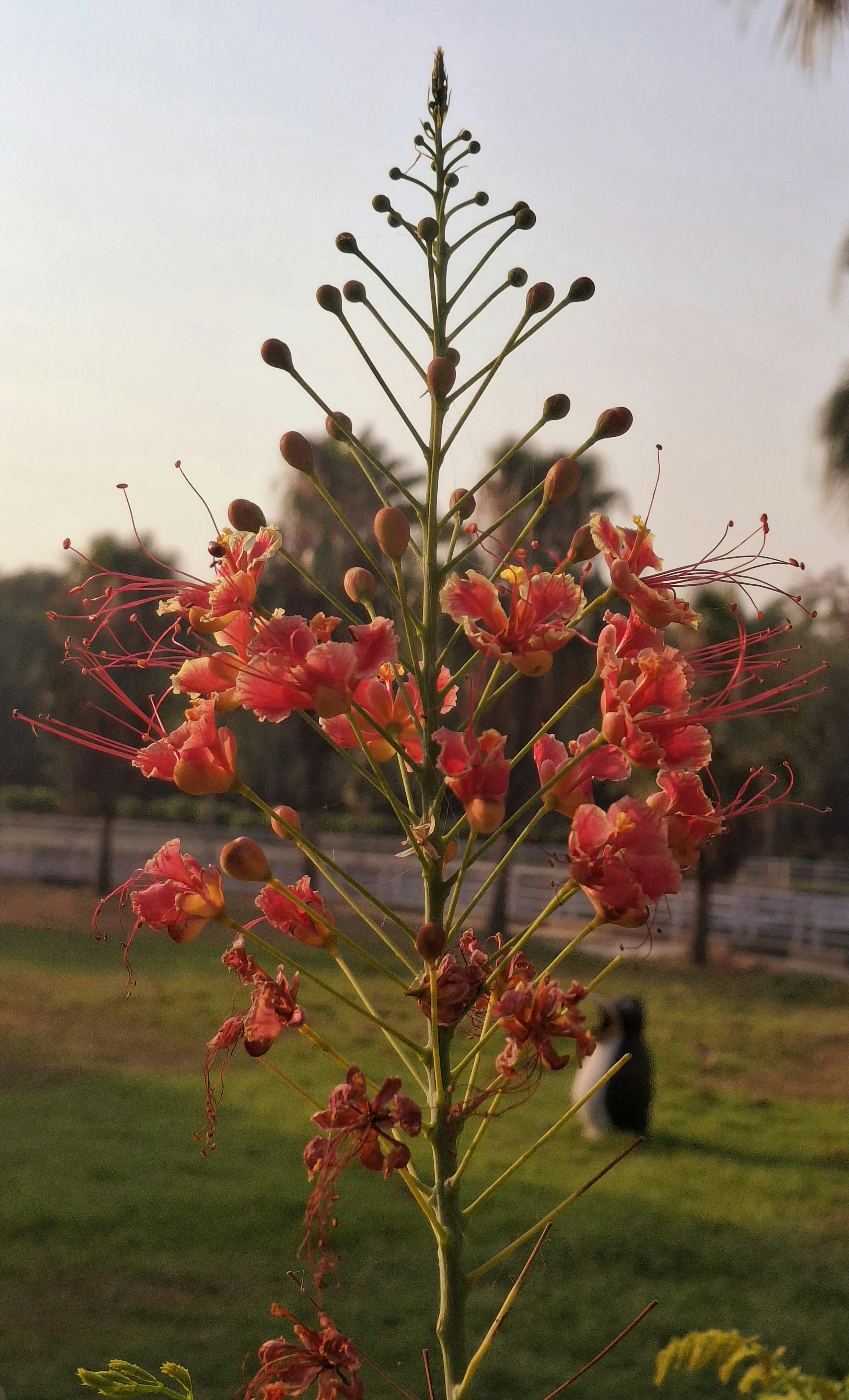 Beautiful, red flowers on tall stalk