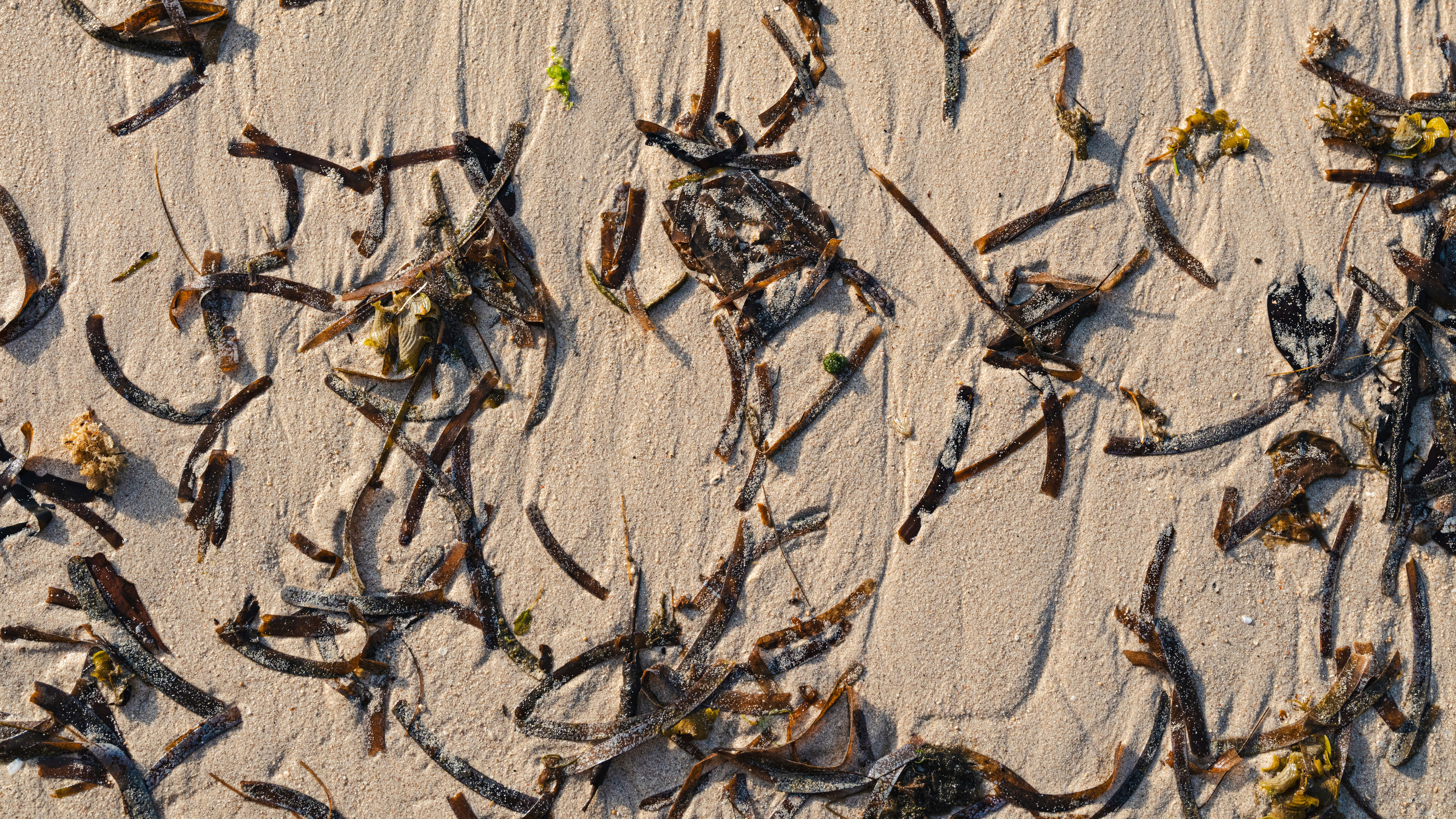 Seaweed and debris scattered on a sandy beach.