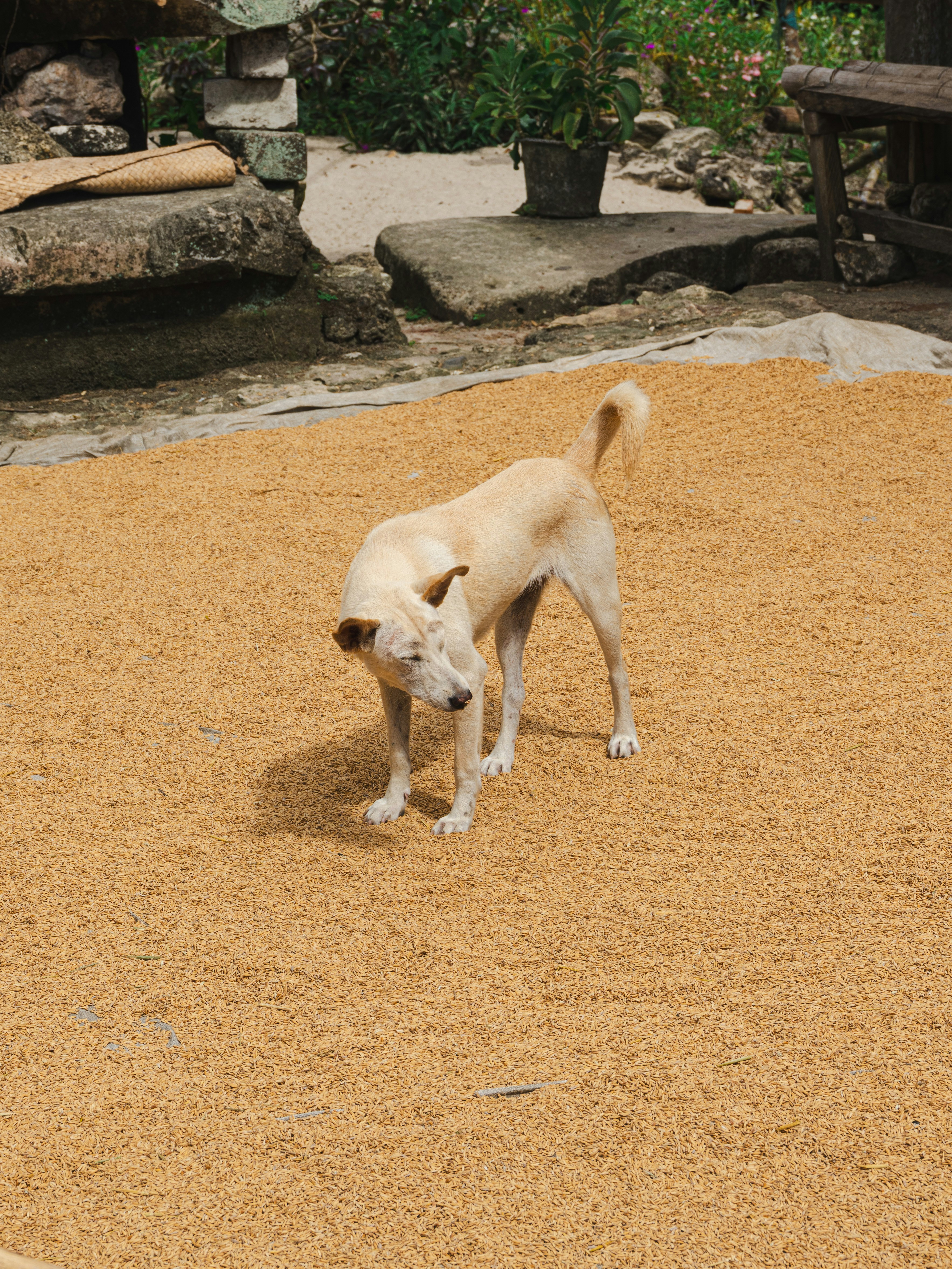 Plain White Rice - The Gentle Stomach Soother (image credits: unsplash)