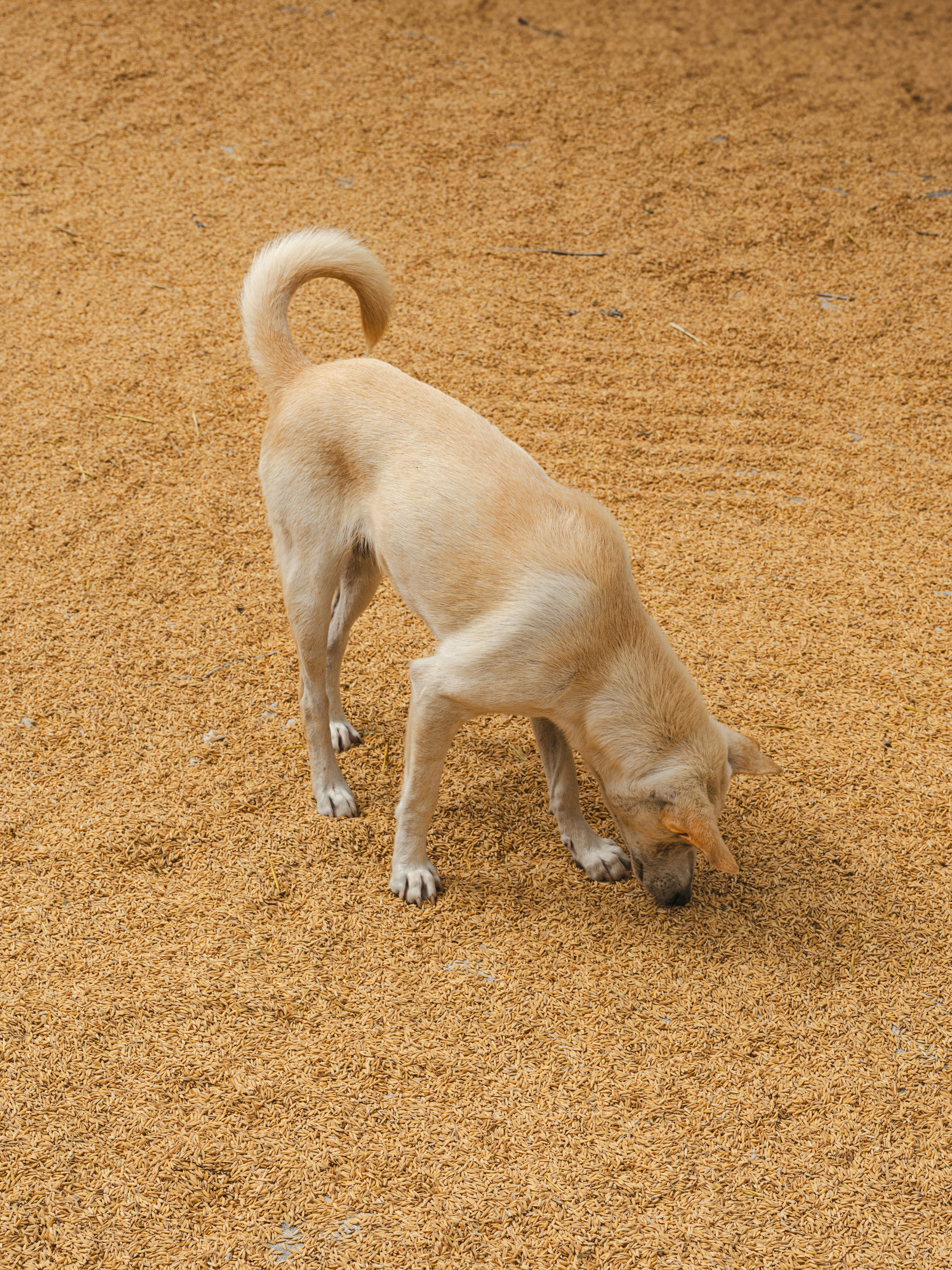 A Cane Corso puppy learning to sit during training