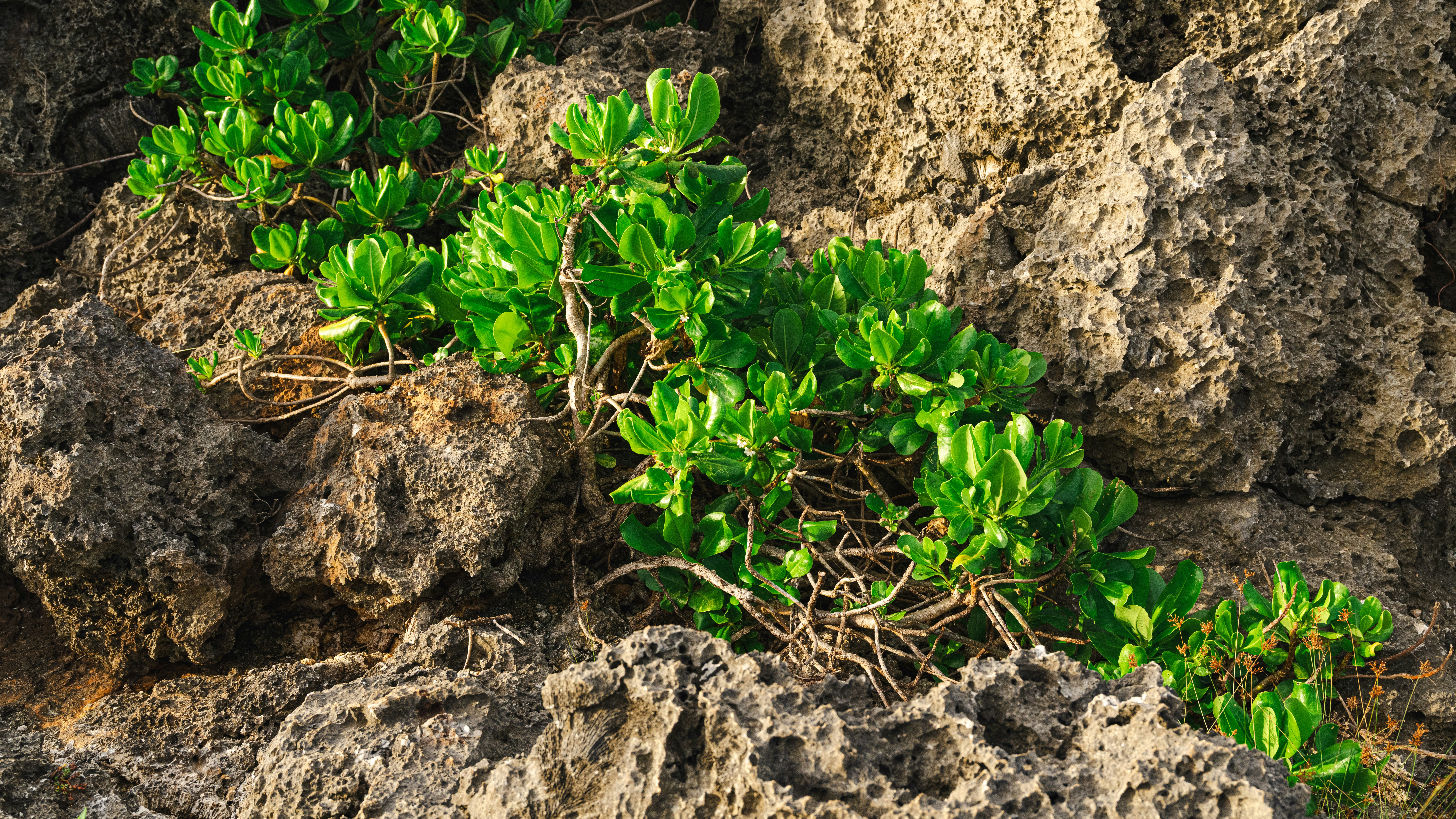 Regenerative Farming Minerals: Better Absorption or Marketing Hype?