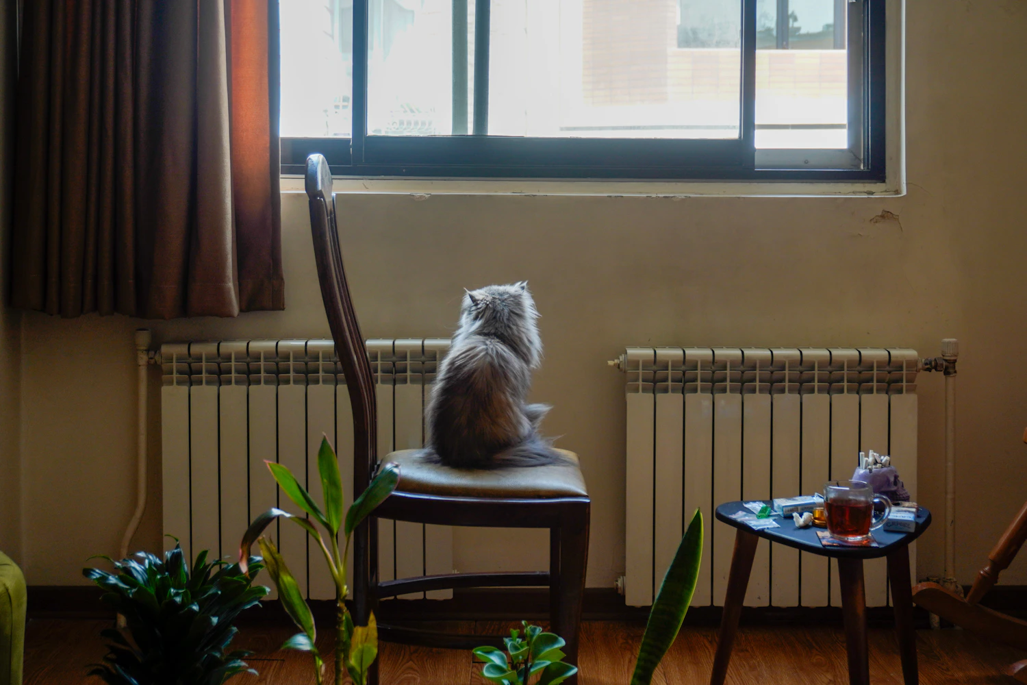 Cat sitting quietly beside a window in a modern home