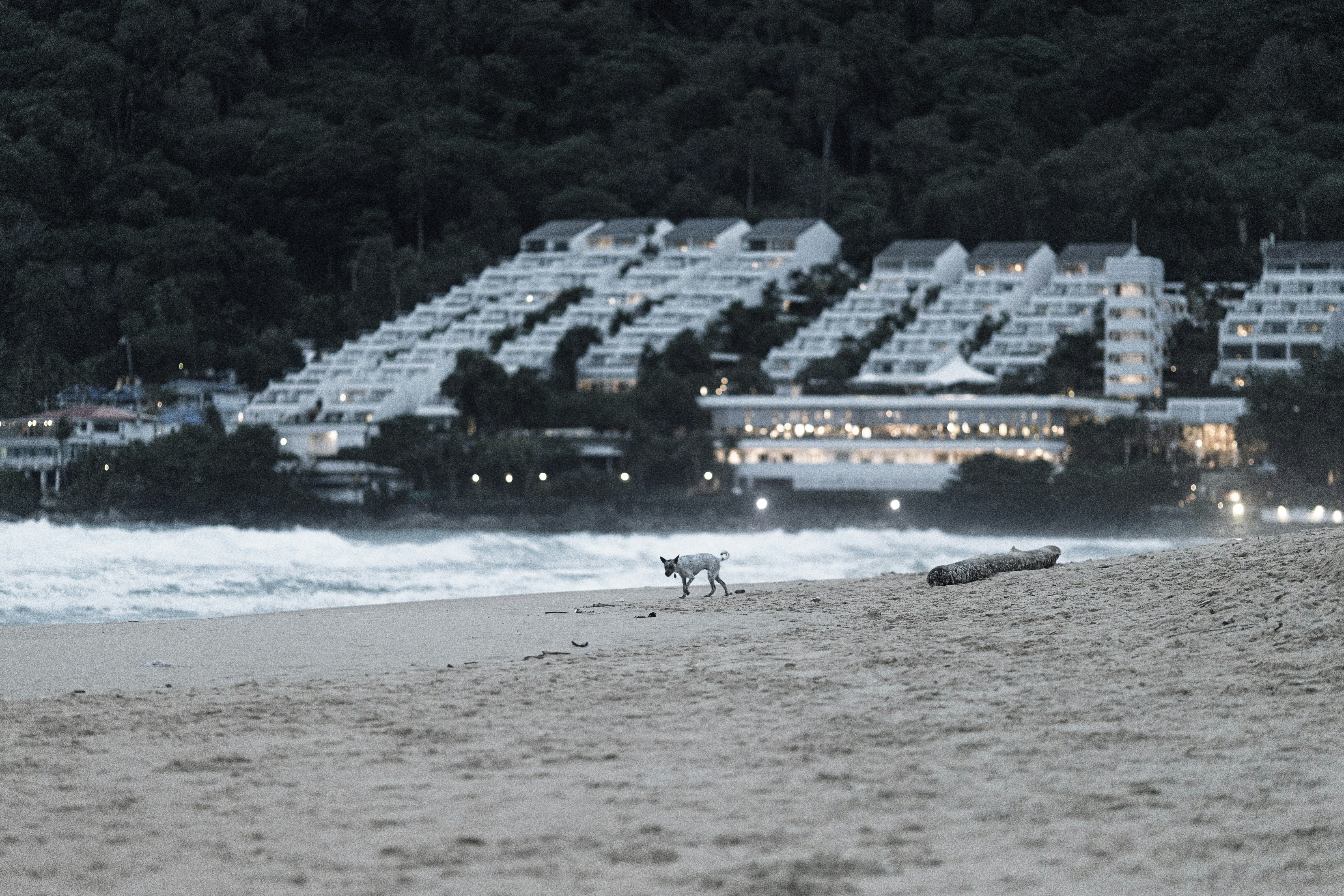 A dog walks on a beach near some buildings.
