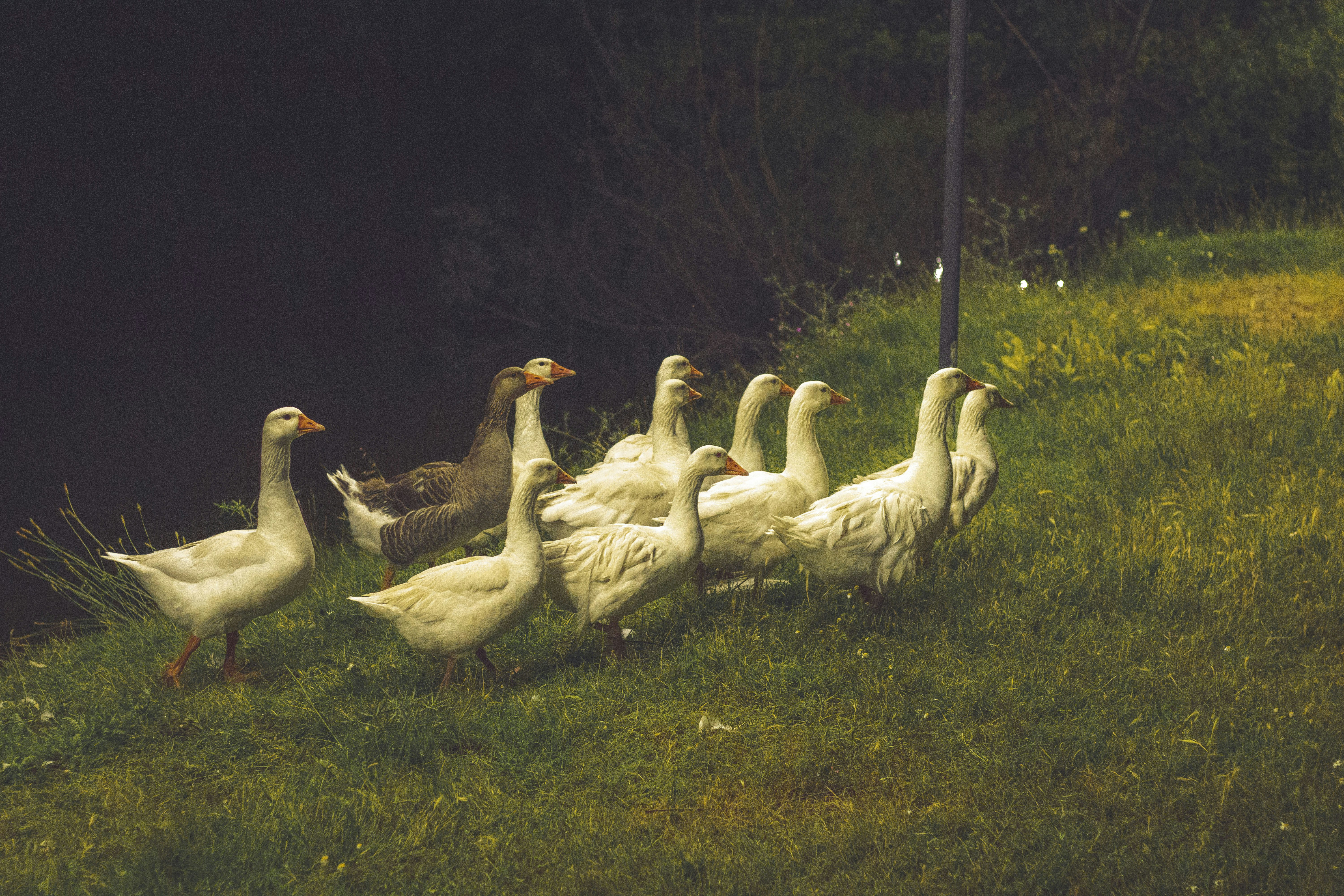 A flock of geese walks along a grassy bank.