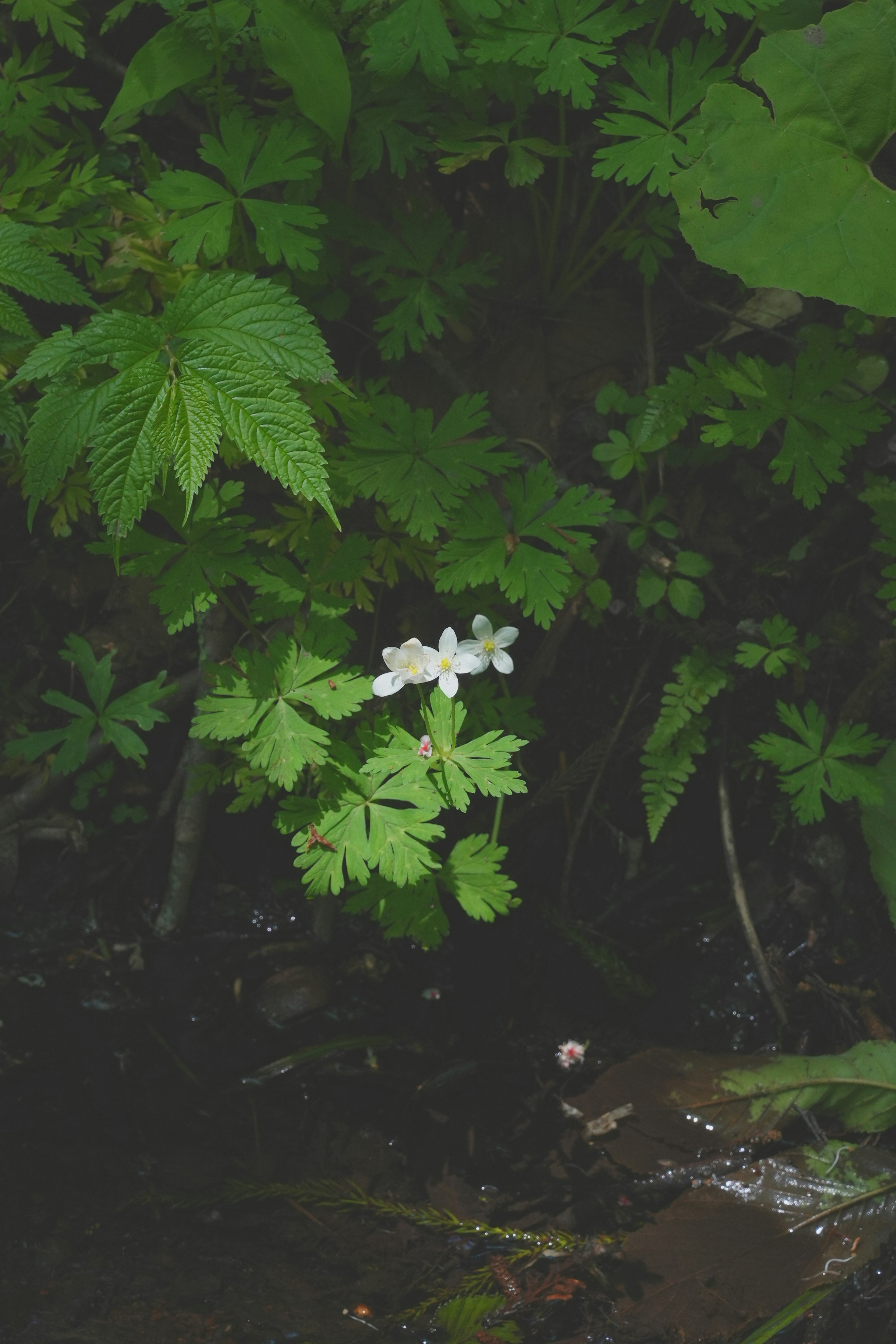 White flowers bloom amidst lush green foliage.