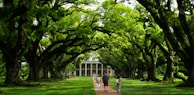 People walk a path lined with large trees.