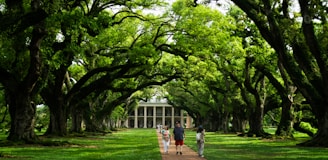 People walk a path lined with large trees.