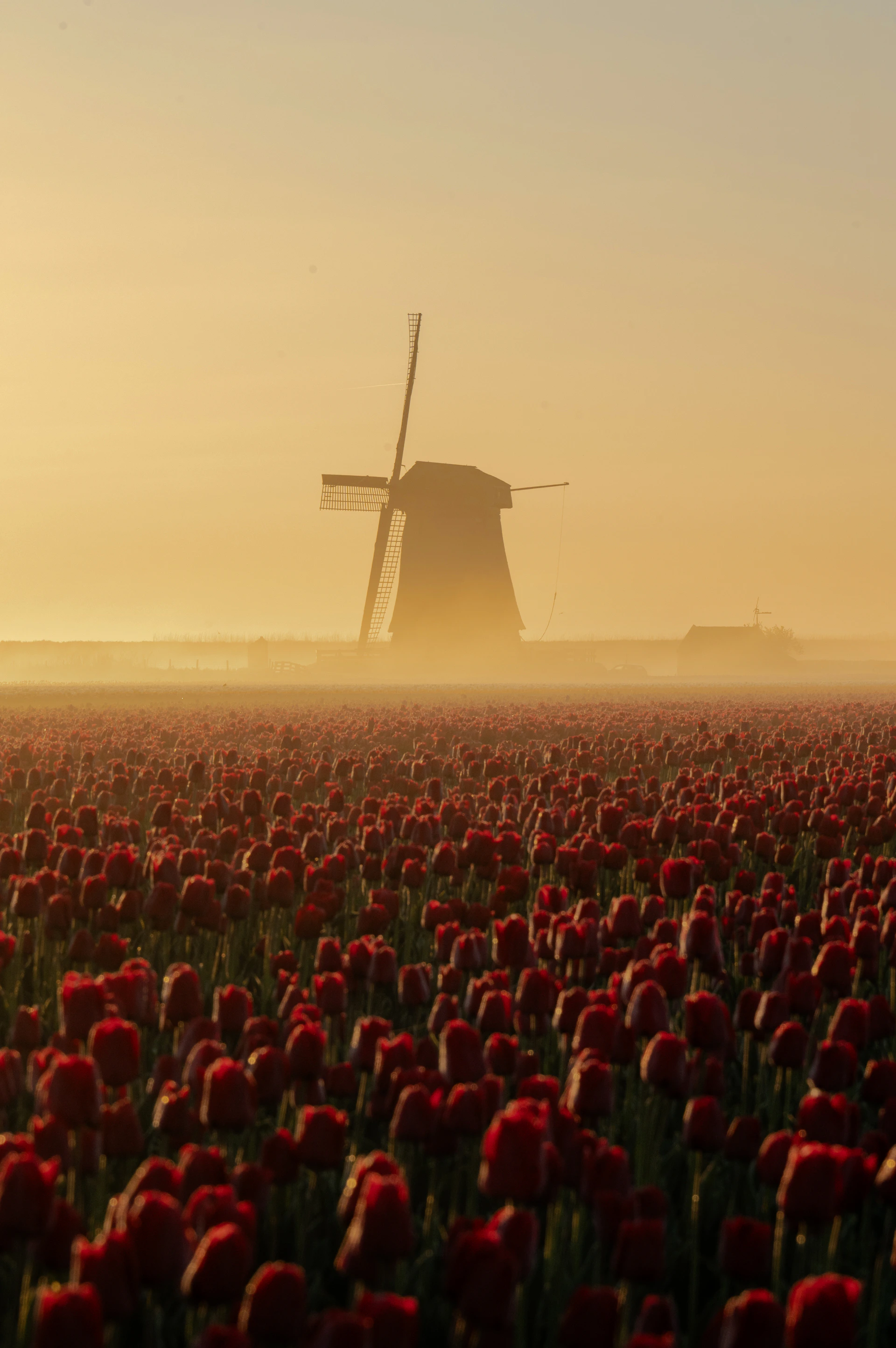 Red tulips and a windmill at sunrise.