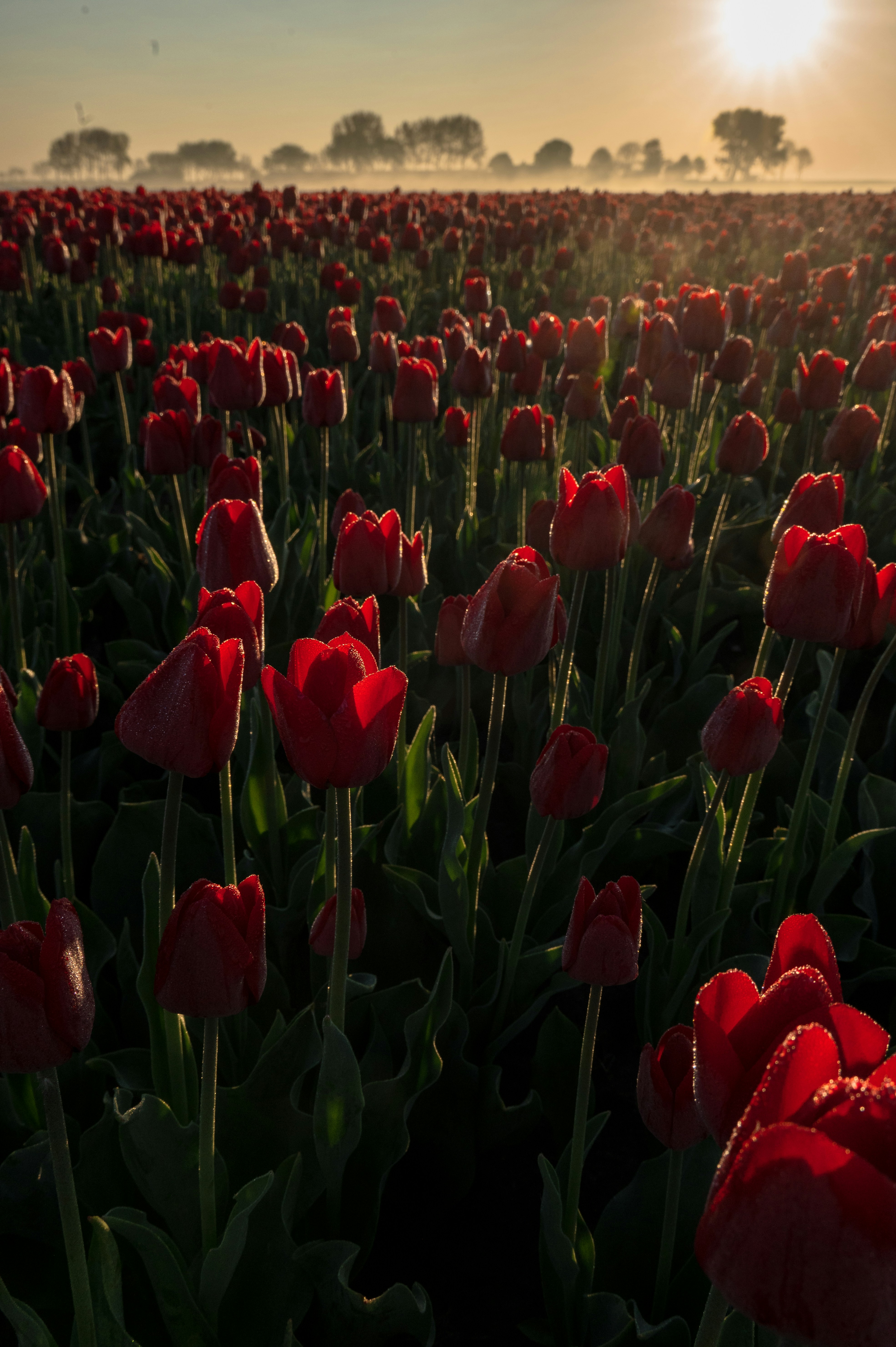 Top 10 Tulip Facts - PMD Alliance, image size:3000x4508