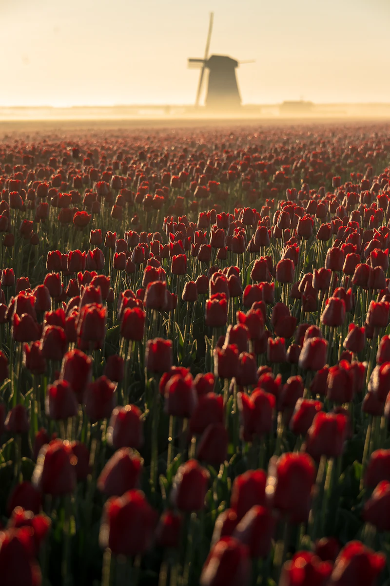 Tulpenveld met molen bij zonsondergang — Nederlands voorjaarslandschap