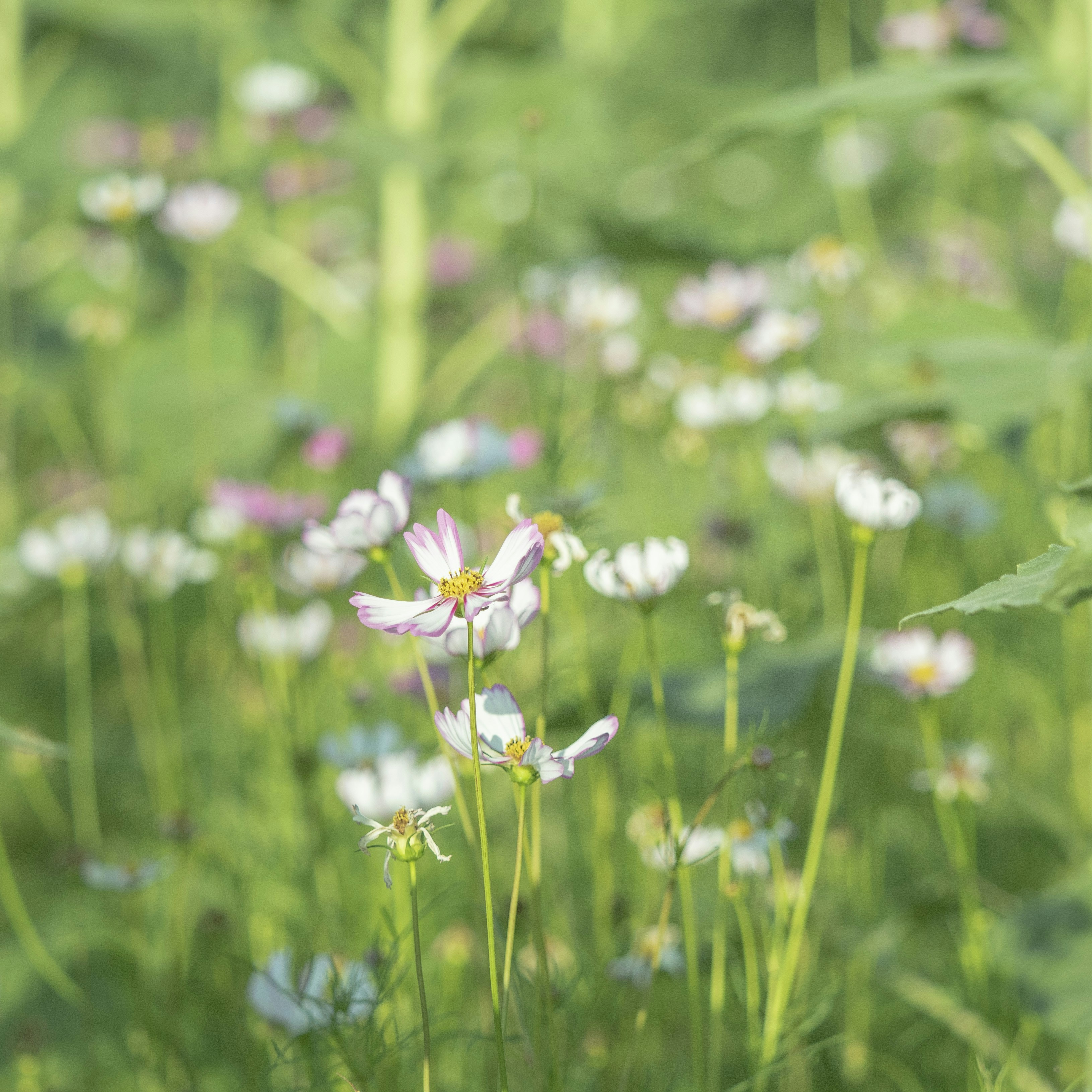 Photo by adonissmart