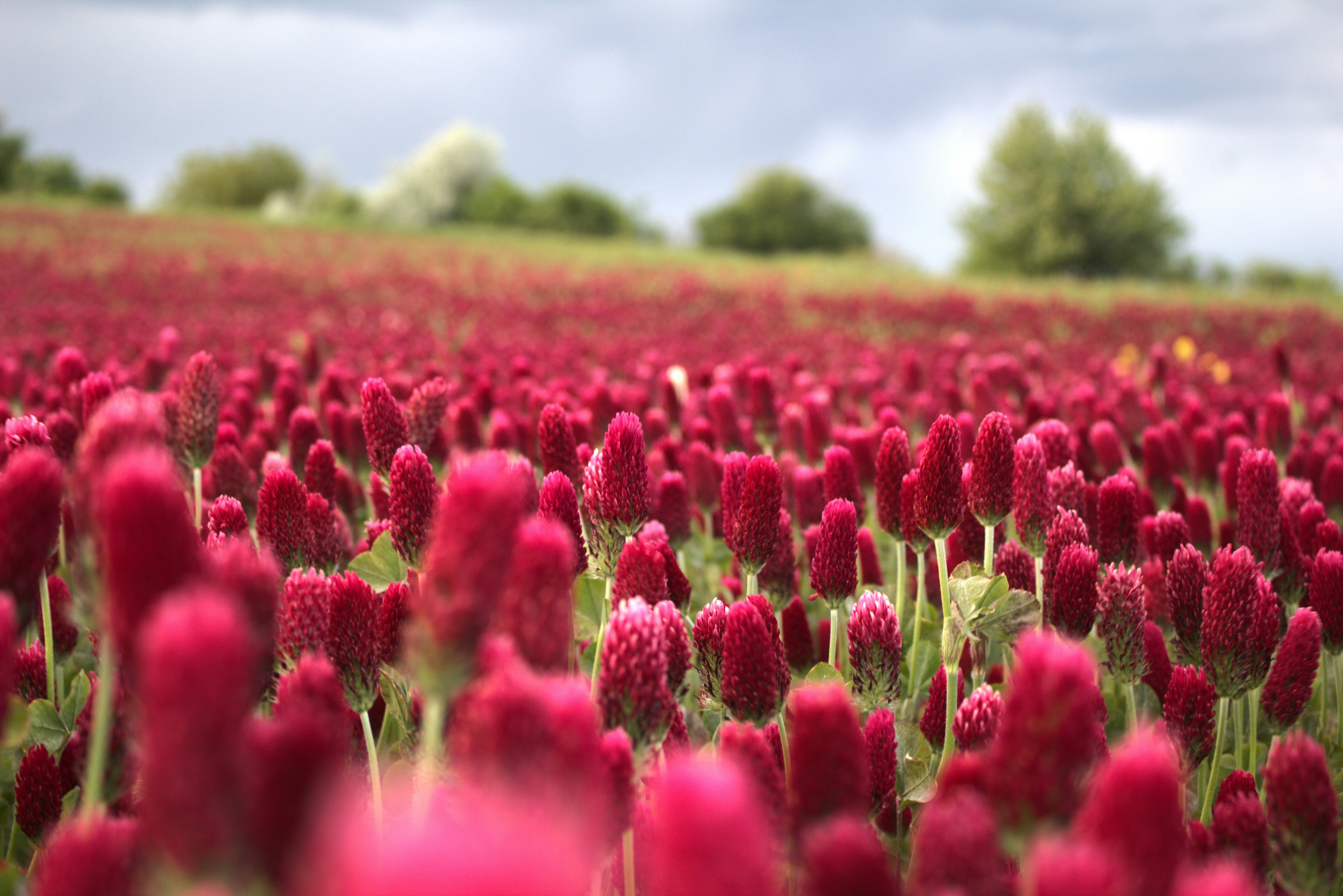 A field filled with crimson clover blooms. photo – Free Pink Image on ...