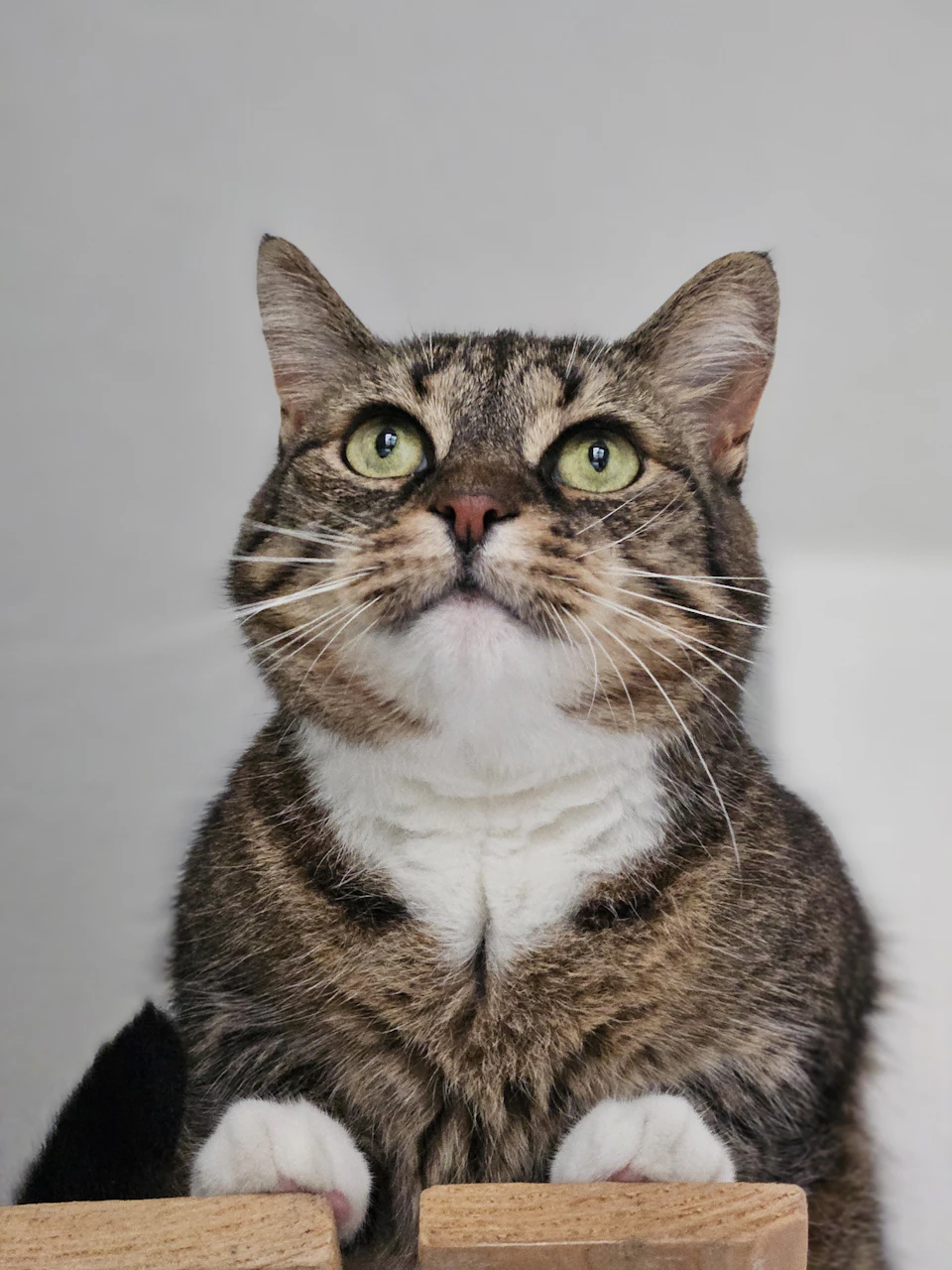 A tabby cat with a mix of gray and white fur is sitting on a wooden surface, looking up at the camera with its eyes wide open. The cat's ears are perked up, suggesting it might be curious about something or someone outside the frame.