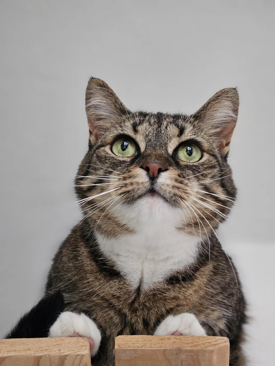 A tabby cat with a mix of gray and white fur is the main subject, sitting on its hind legs with its front paws resting on two wooden blocks. The cat's eyes are wide open, looking up at something off-camera, giving it an alert and curious expression.