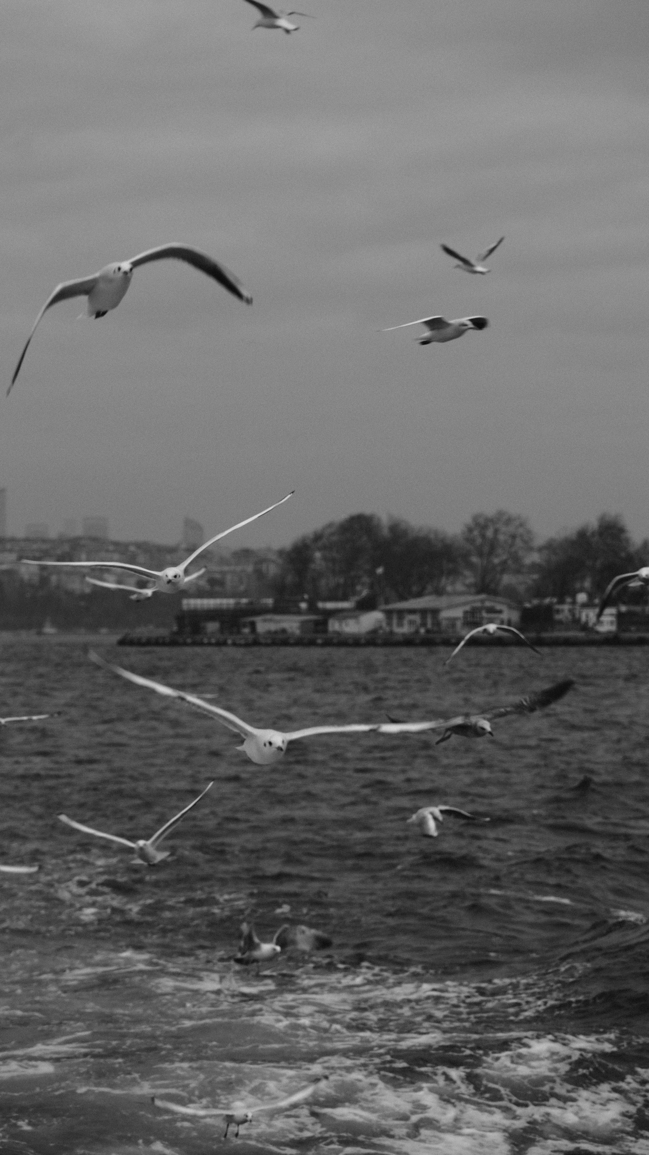Seagulls fly above the water in black and white.