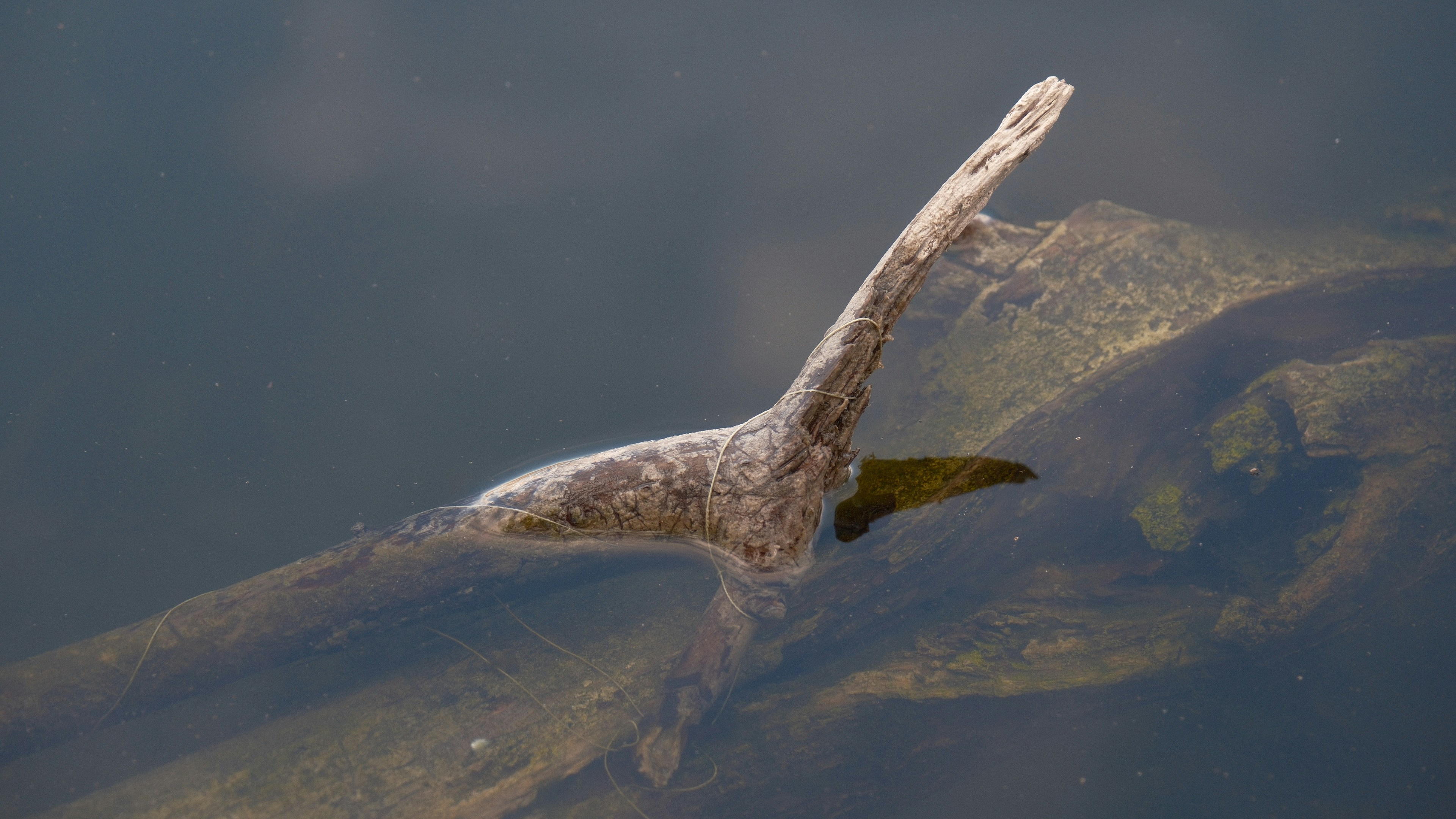A branch floats in the calm water.