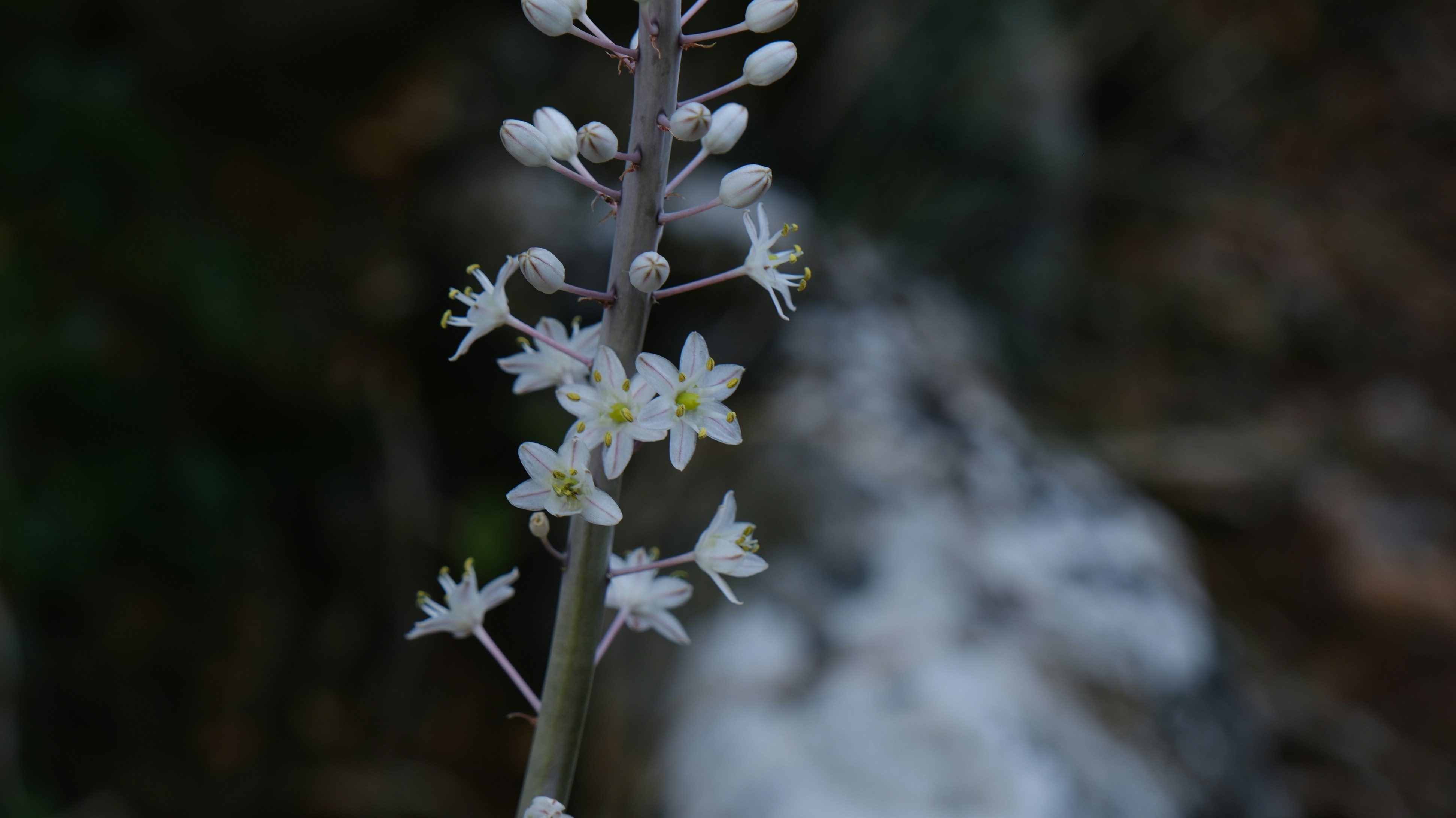White flowers blooming on a thin stalk.