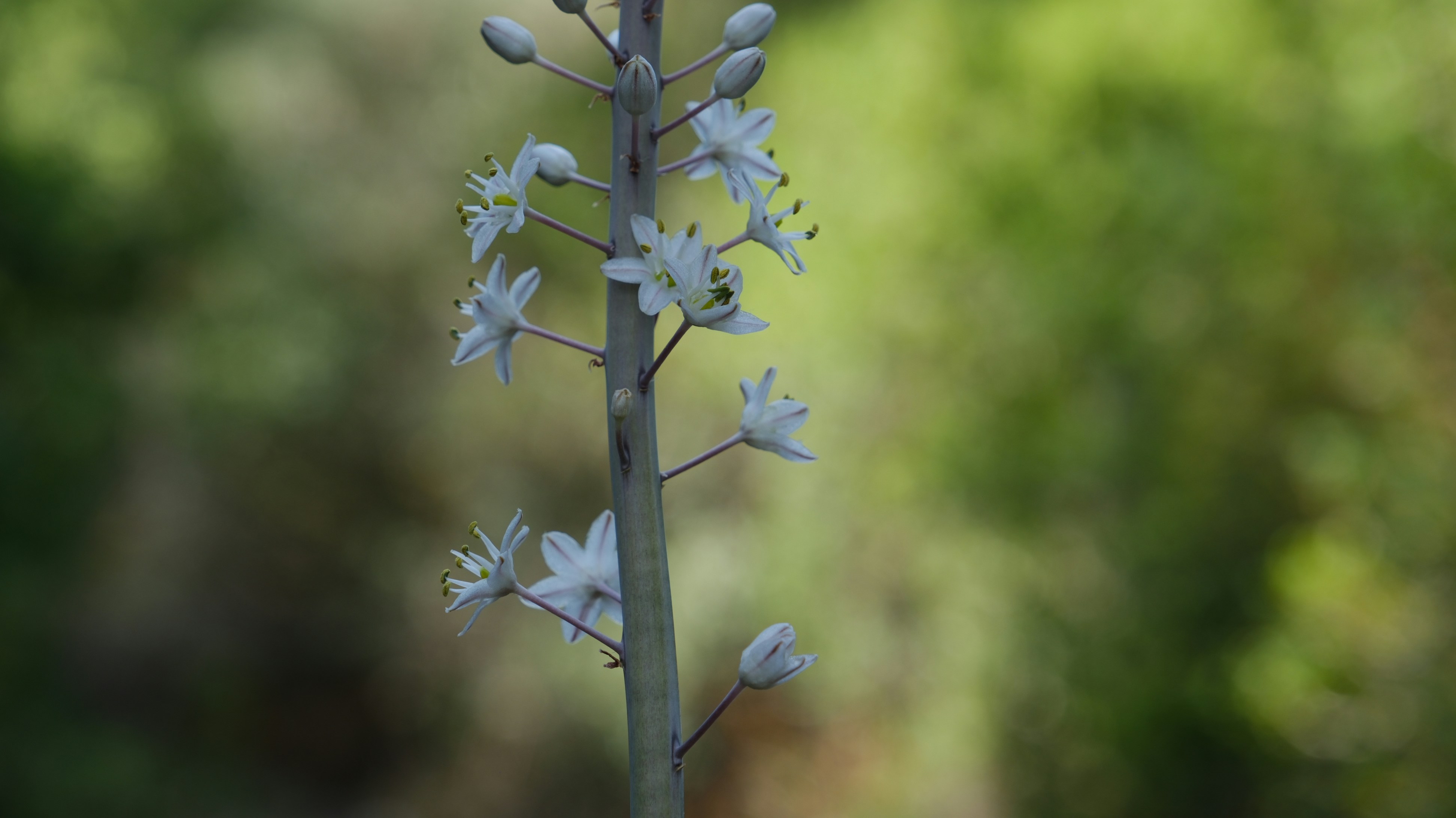 White flowers bloom on a long stalk.