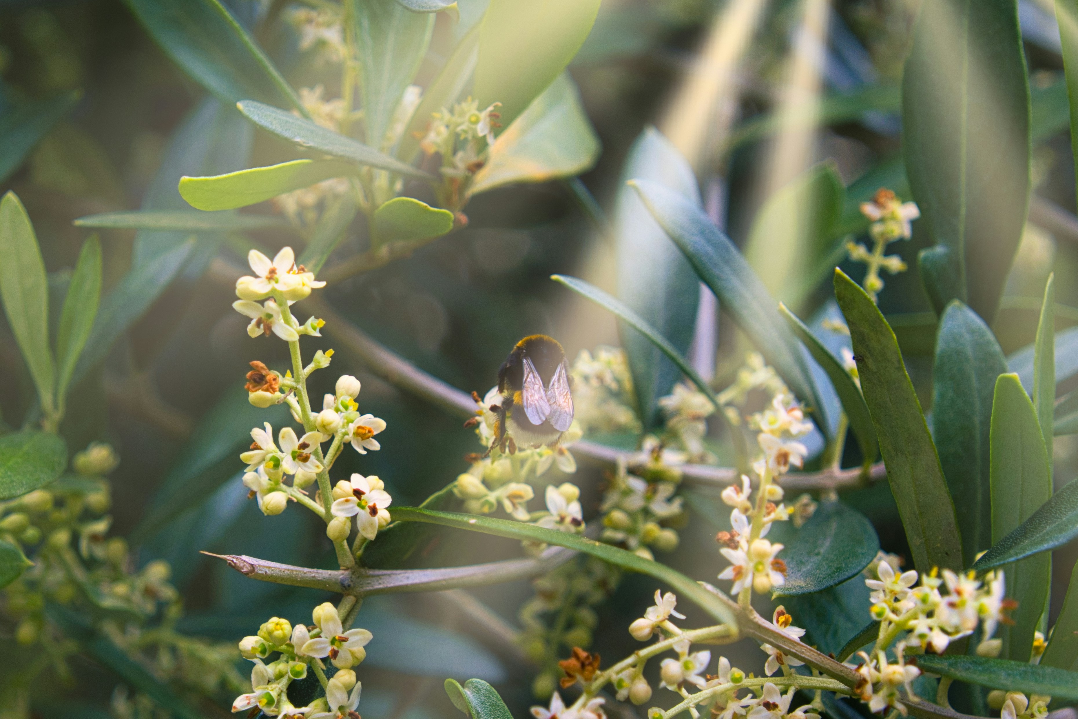 Eine Biene bestäubt Blüten an einem grünen Ast.