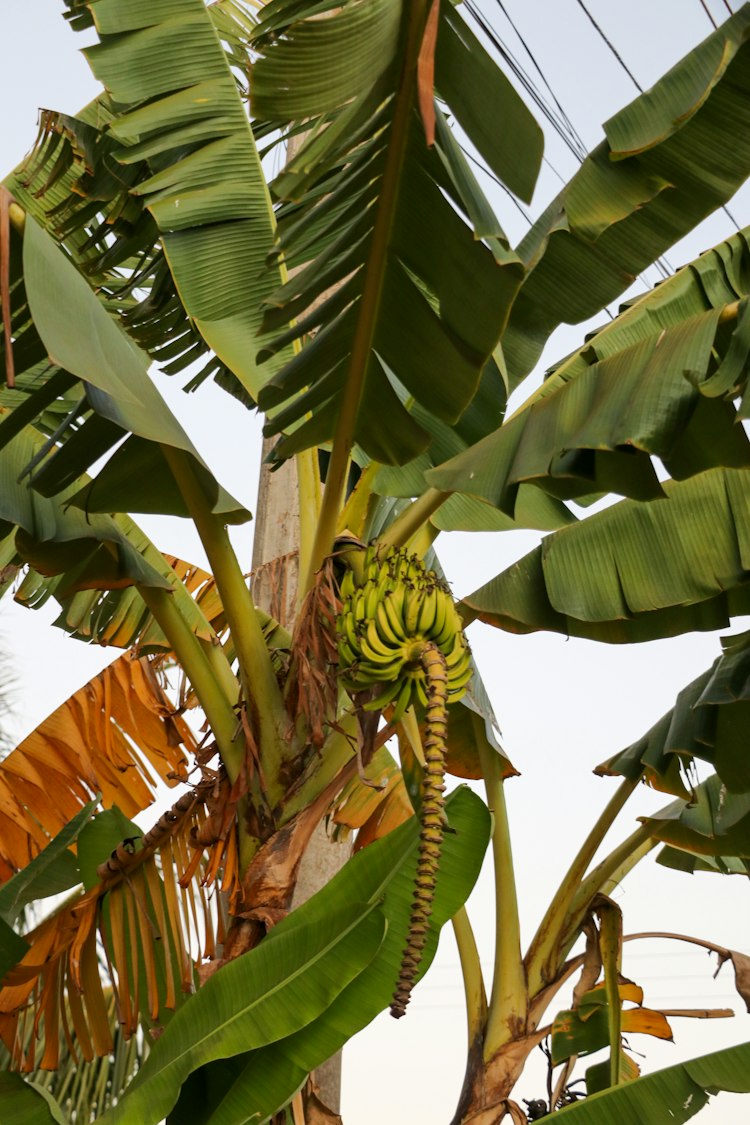 Banana Trees