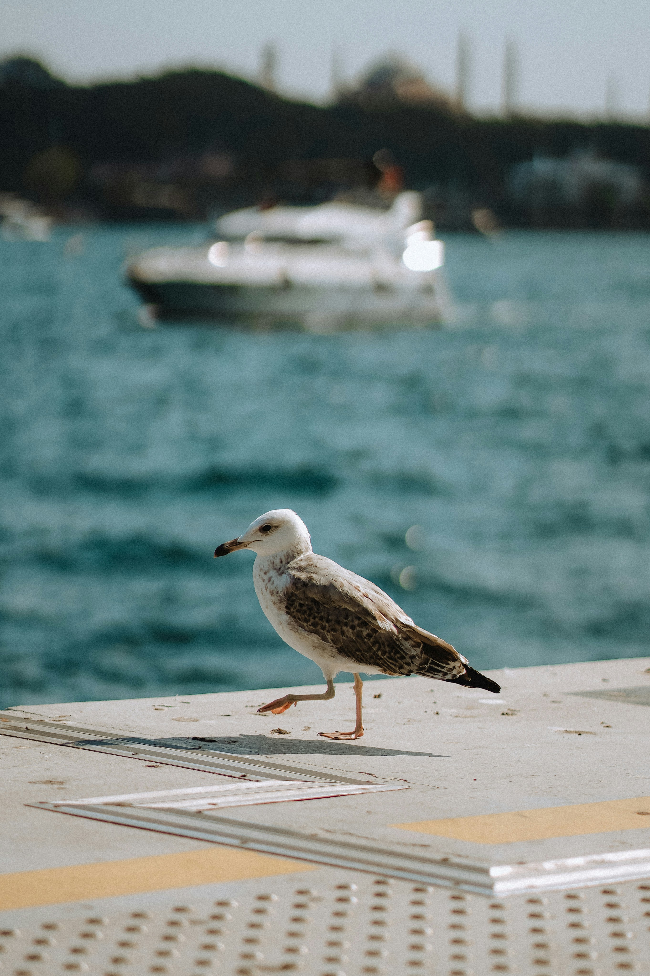 Photo by fisnikmurtezi