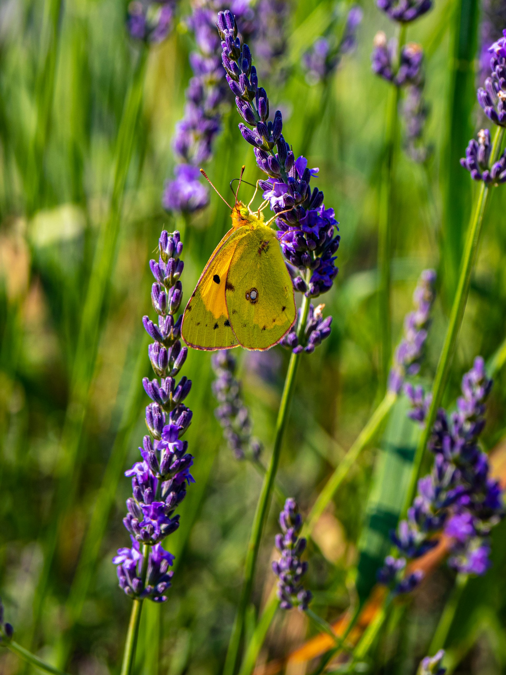 A yellow butterfly rests on purple lavender flowers.