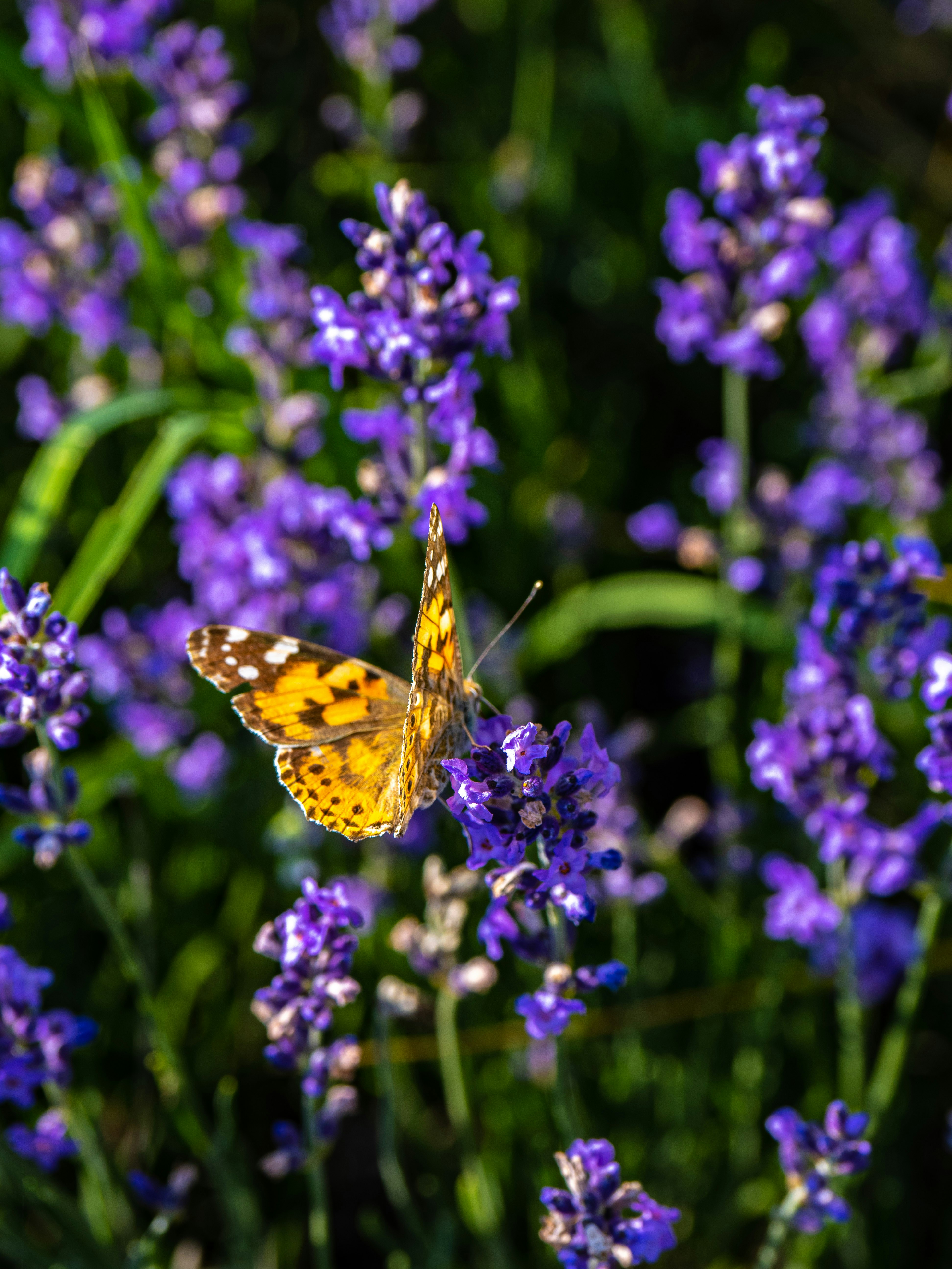 Photo by gopitri_prem