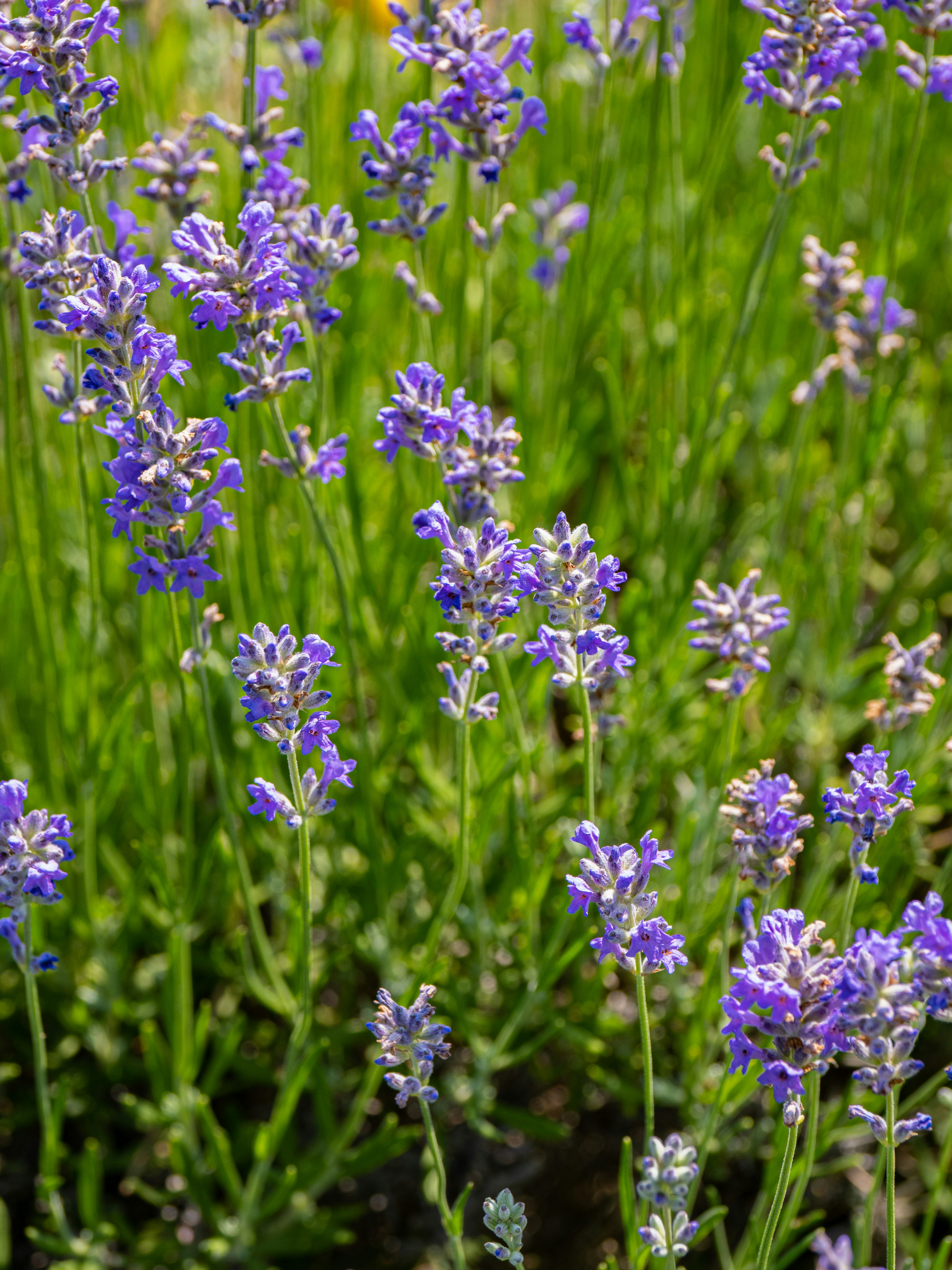 Photo by gopitri_prem