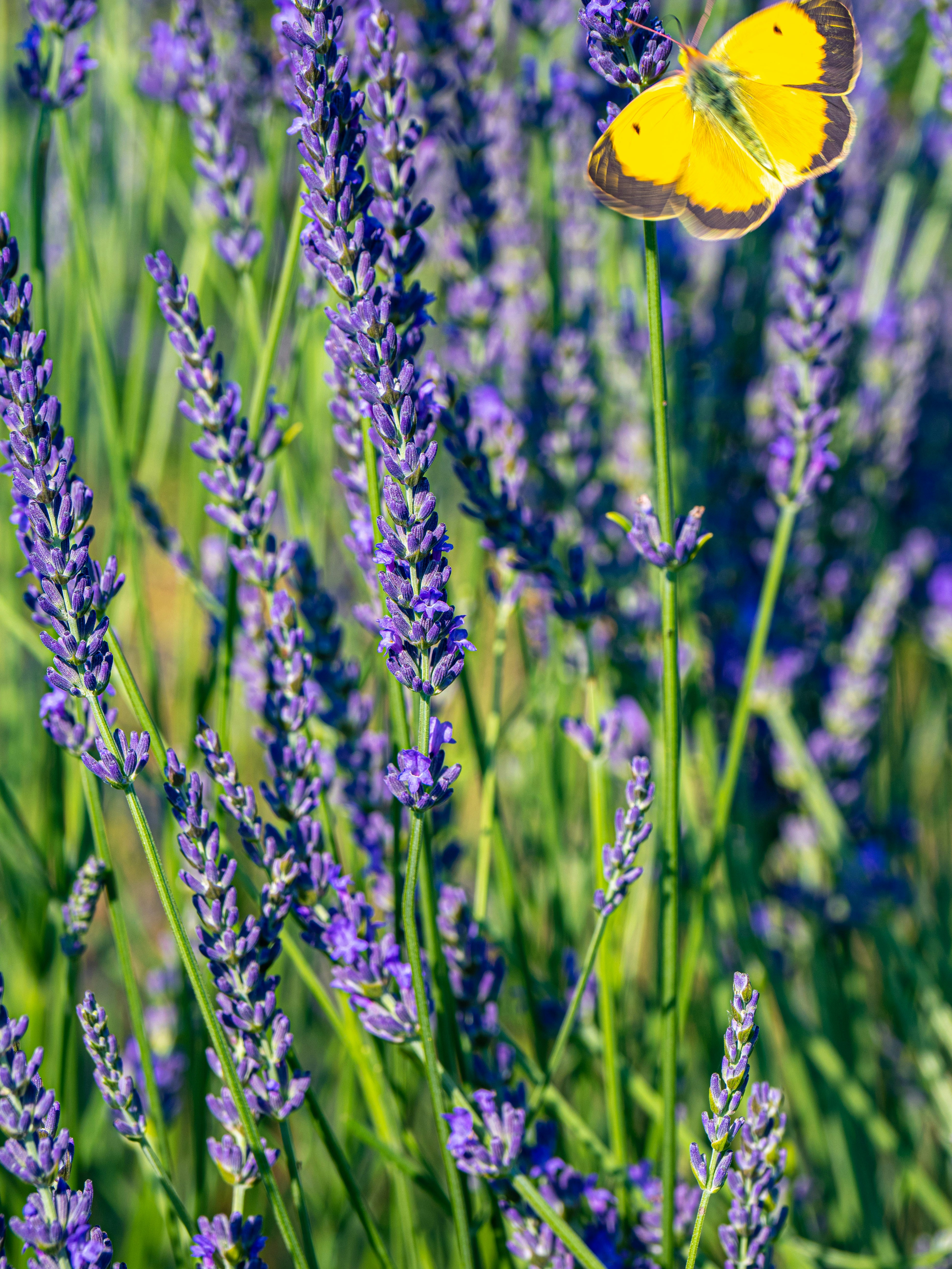 Photo by gopitri_prem