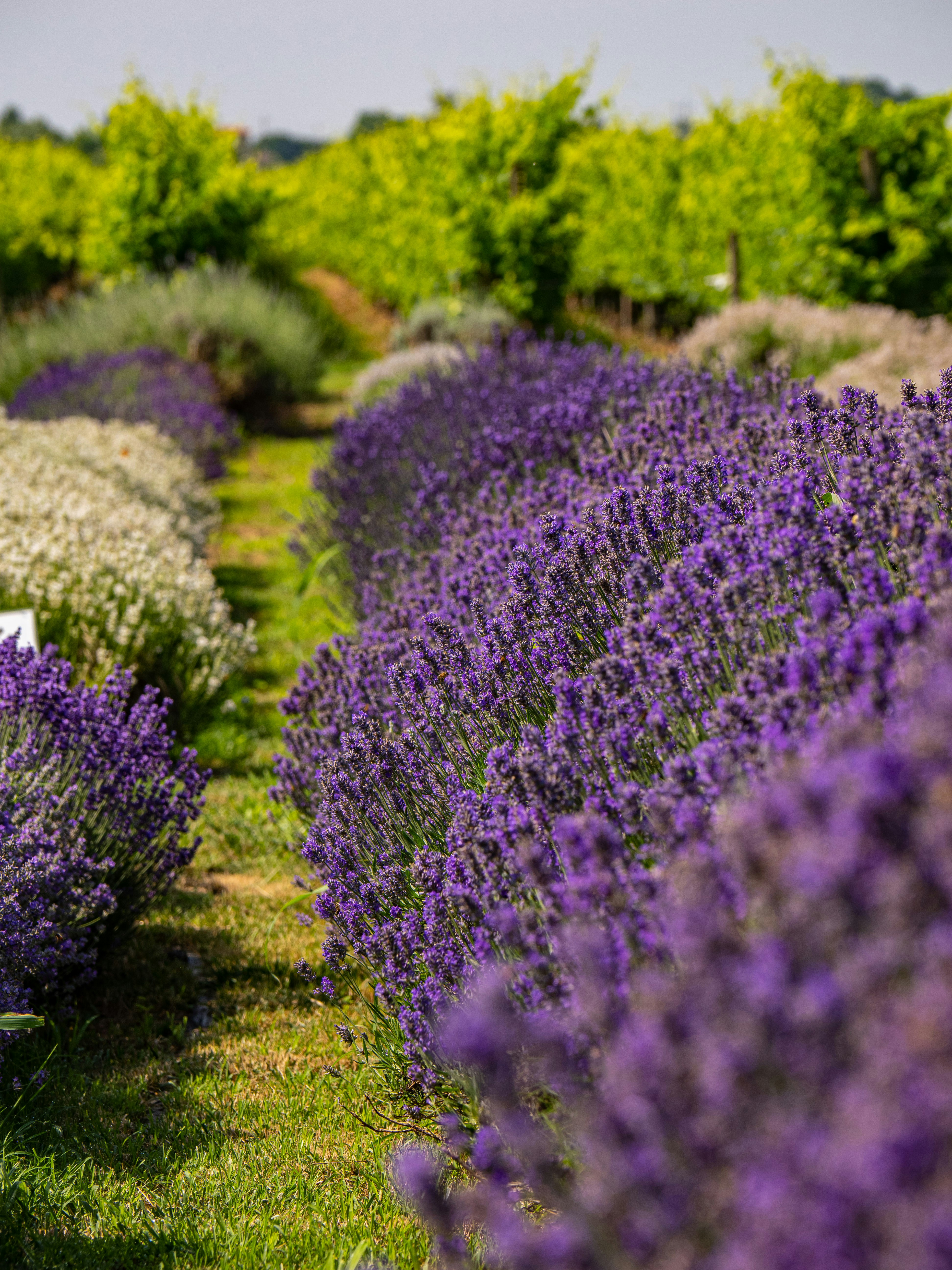 Photo by gopitri_prem