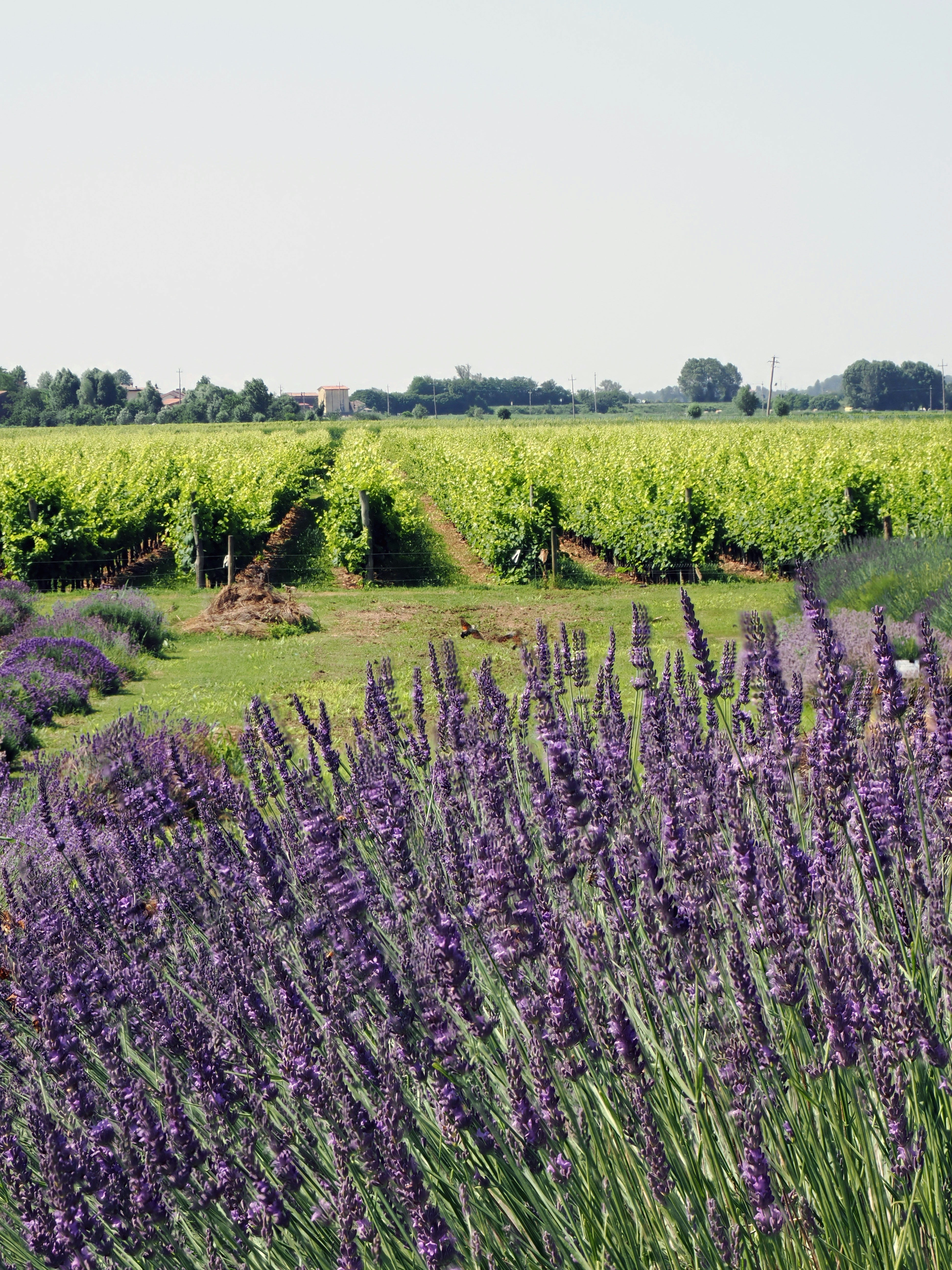 Photo by gopitri_prem