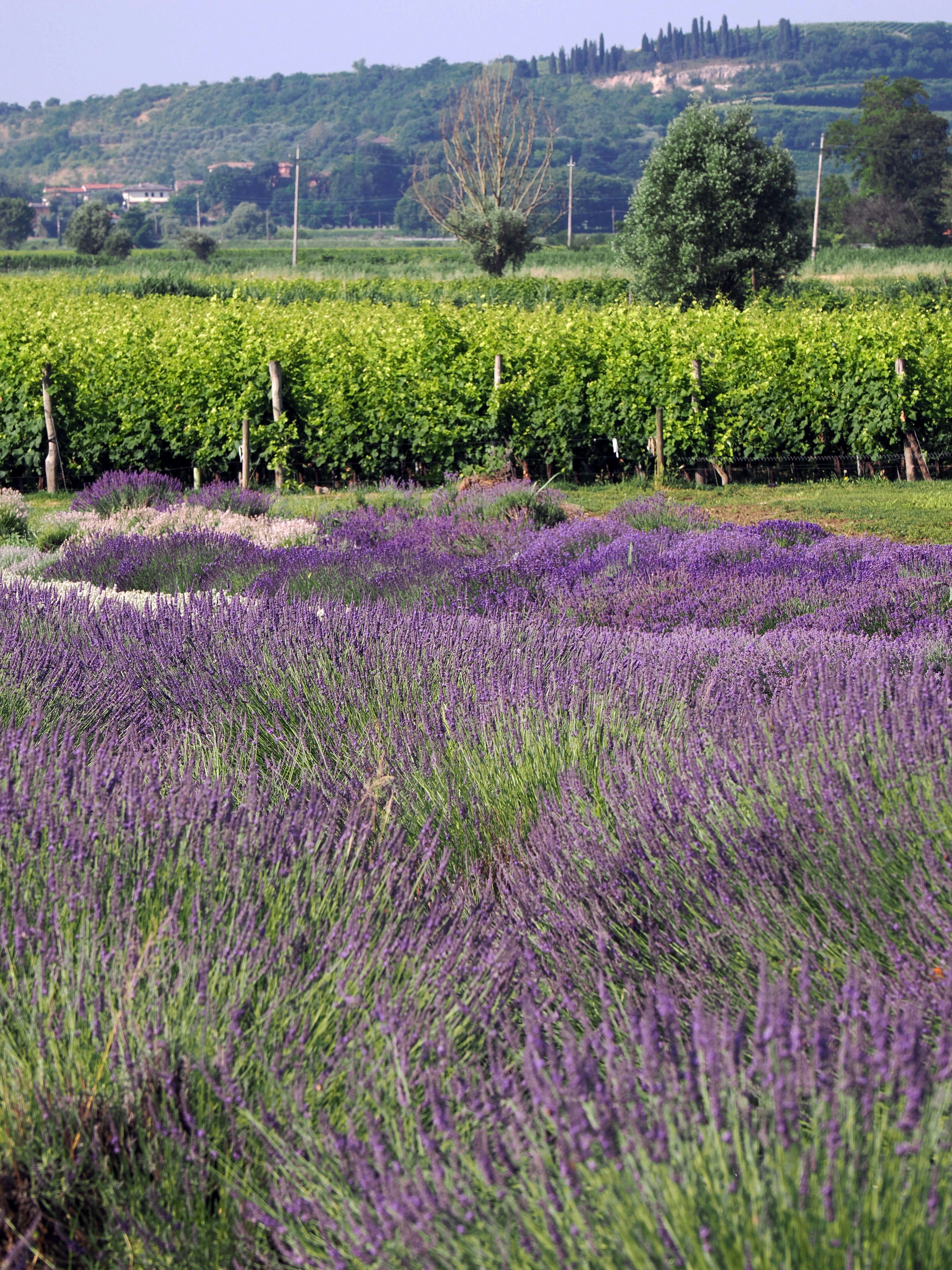 Photo by gopitri_prem