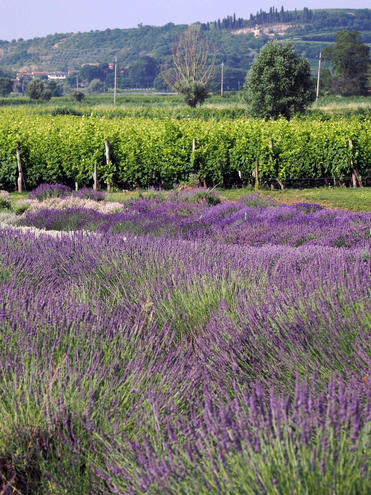 Days 6 & 7: Mont Ventoux and the purple fields