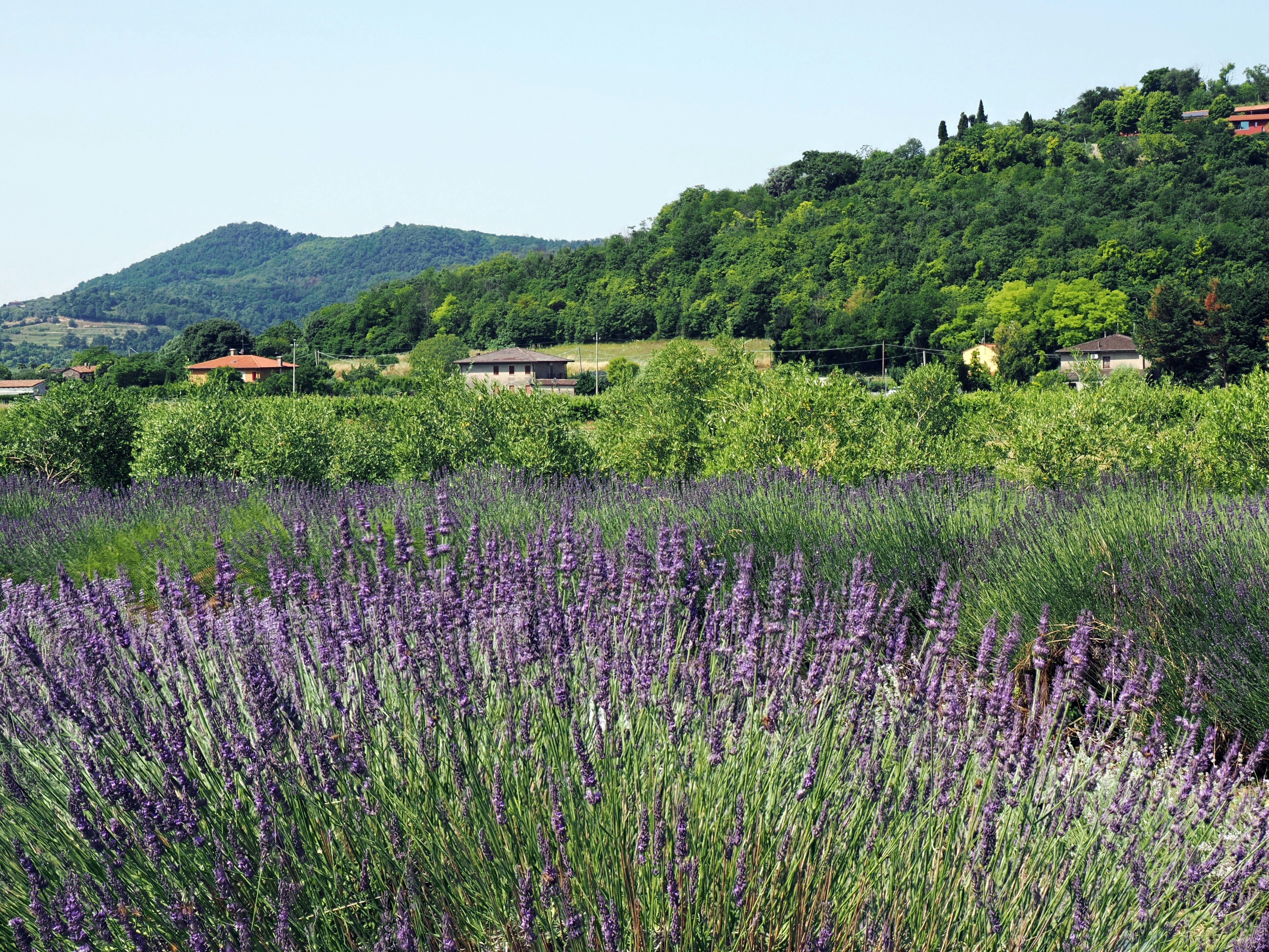 Photo by gopitri_prem