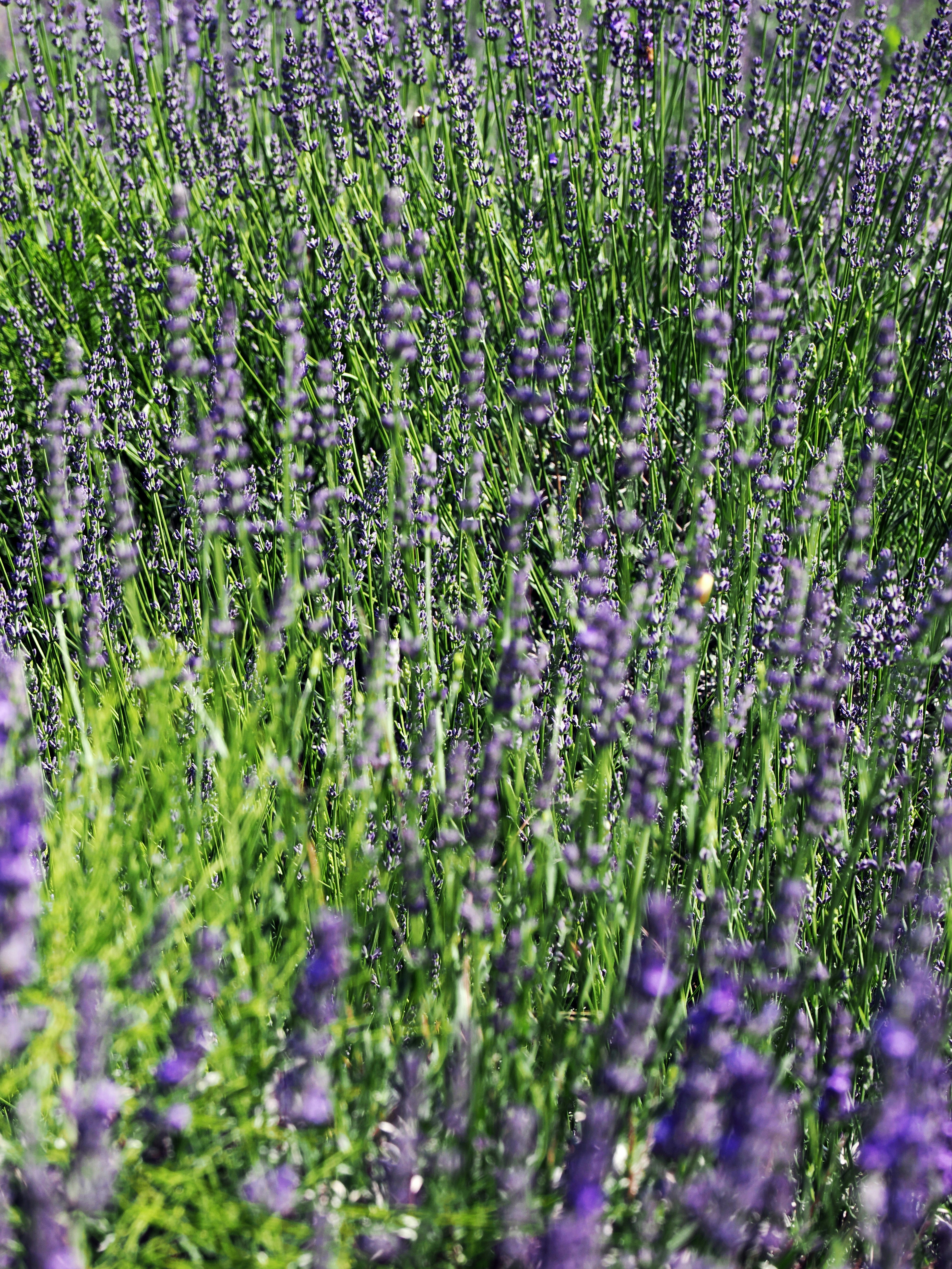 Photo by gopitri_prem