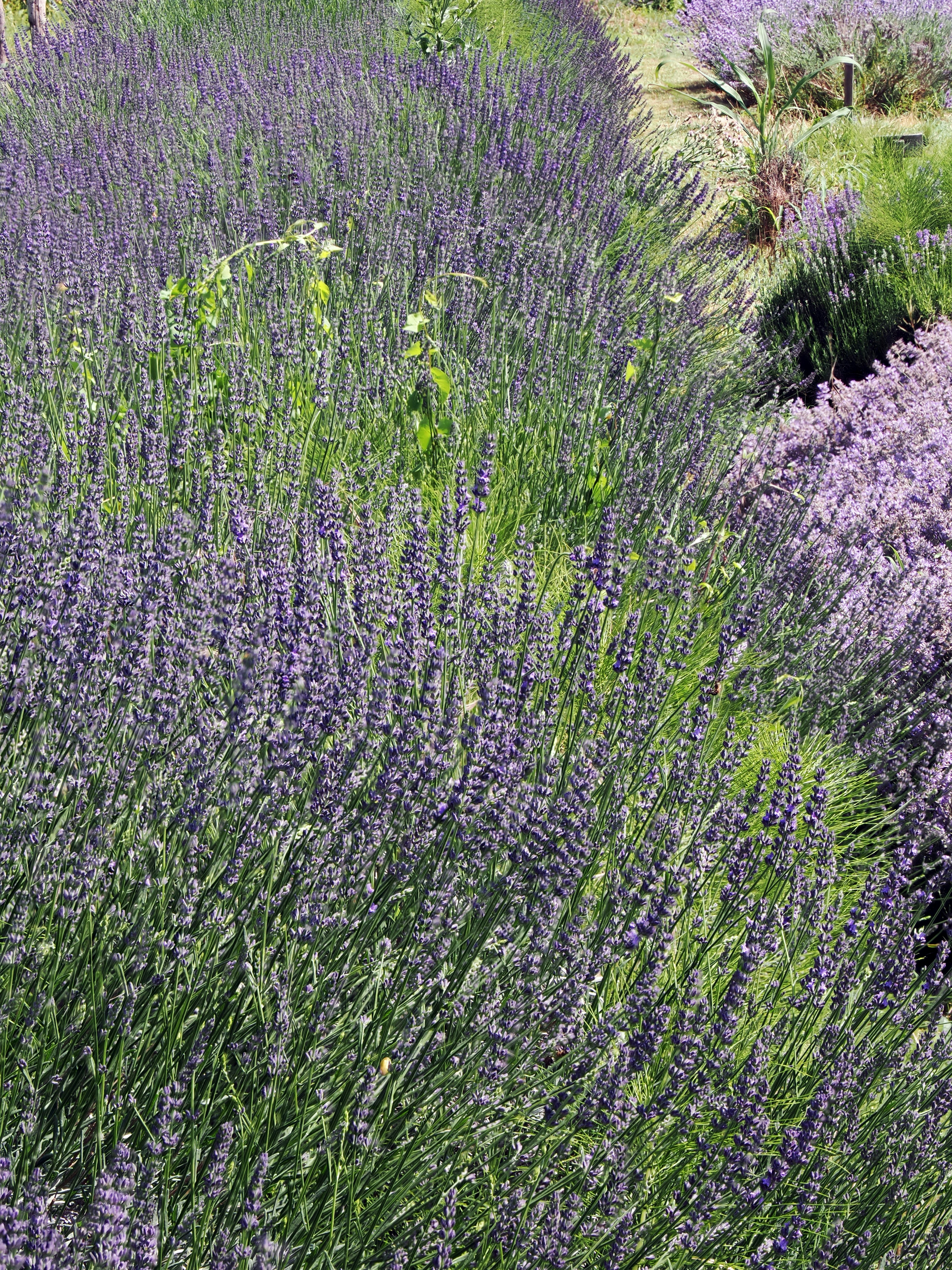 Photo by gopitri_prem