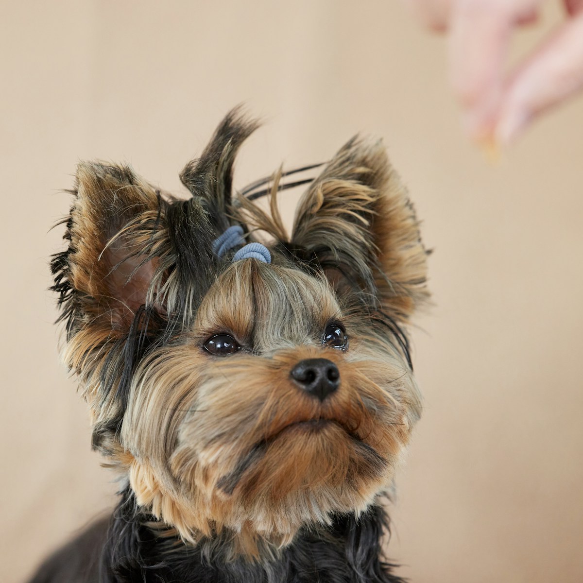 Yorkshire Terrier com laço no topete olhando atento