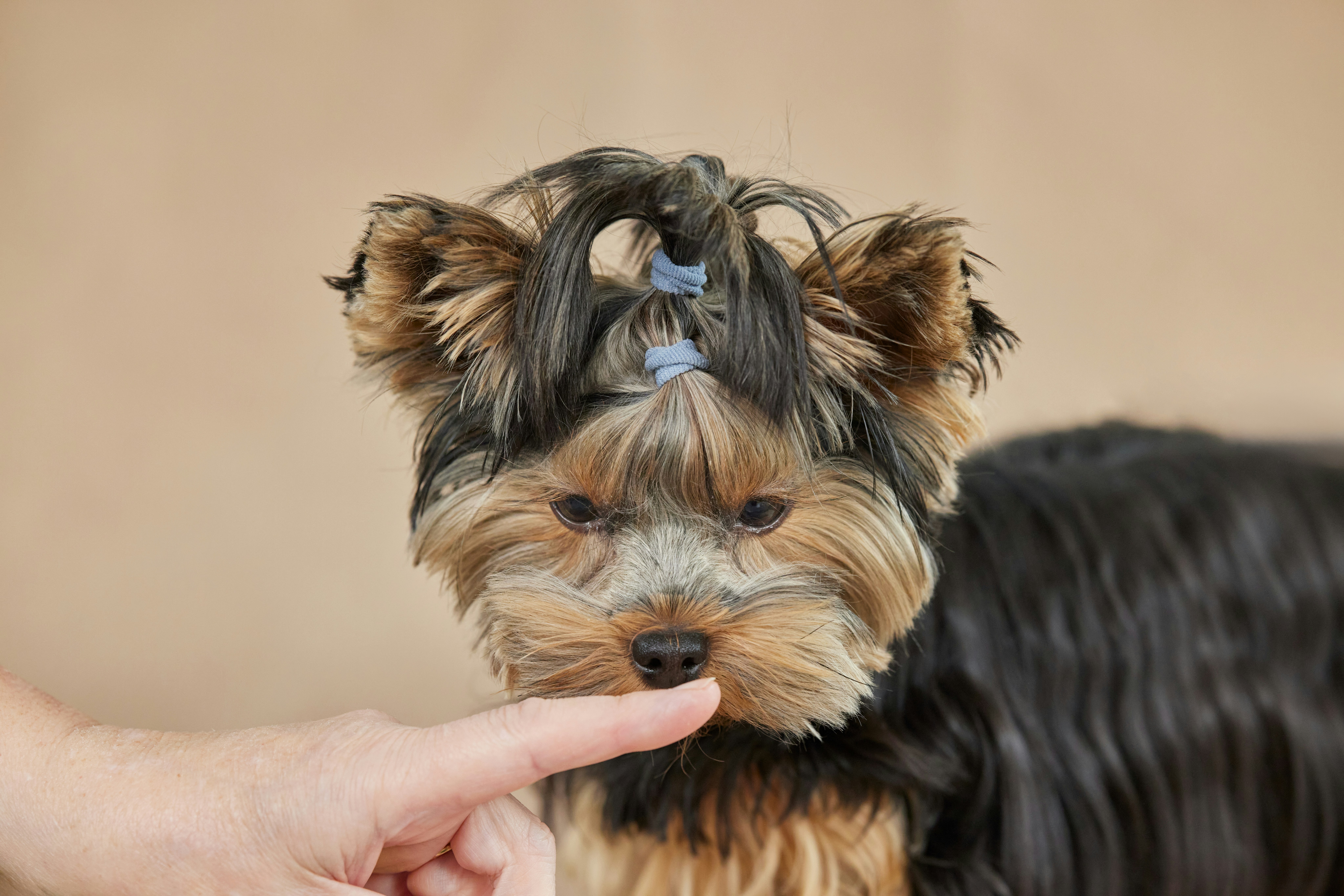 How to Get Gum Out of Dog Hair: 5 Pain-Free Home Hacks (No Scissors!)