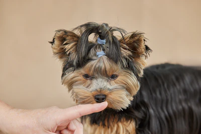 A yorkshire terrier dog is getting booped on the nose.