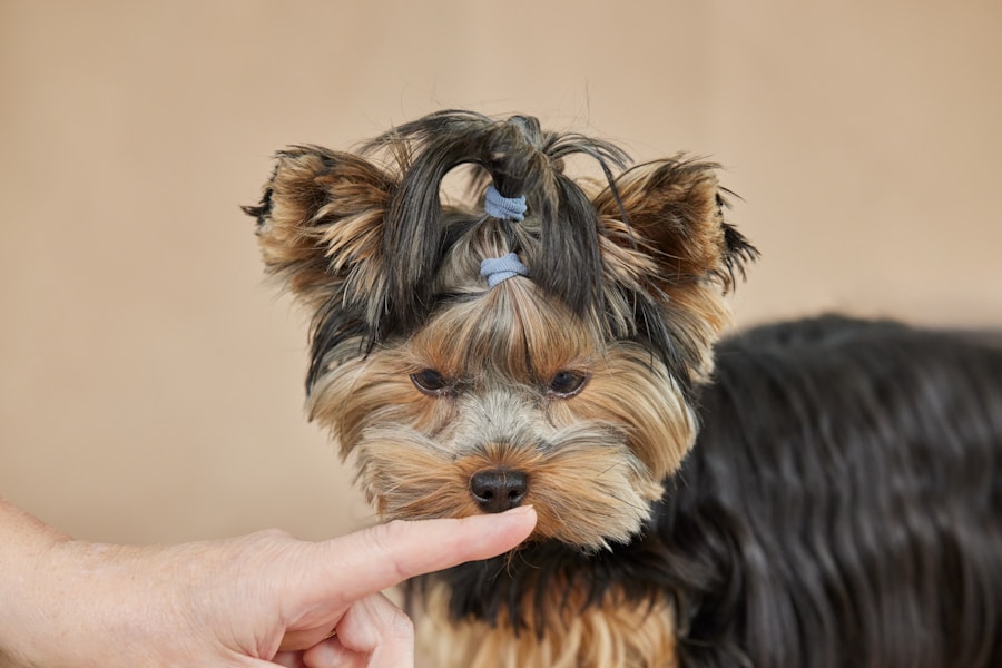 Dog Microchipping UK: The Law, Costs and How It Works
