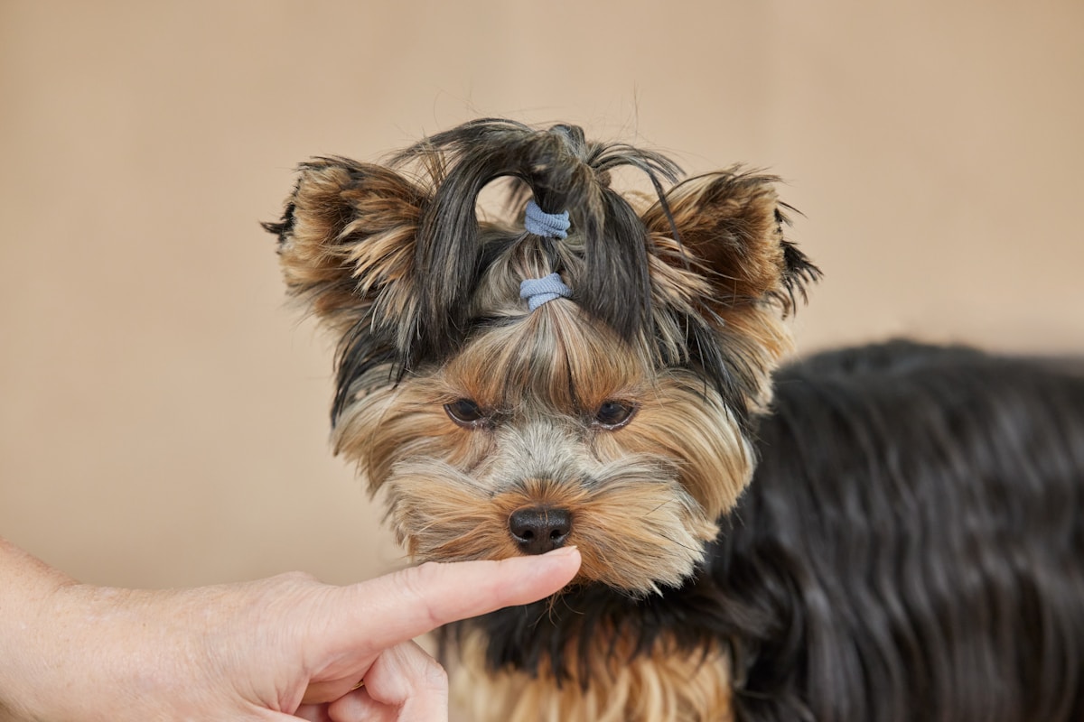 A yorkshire terrier dog is getting booped on the nose.