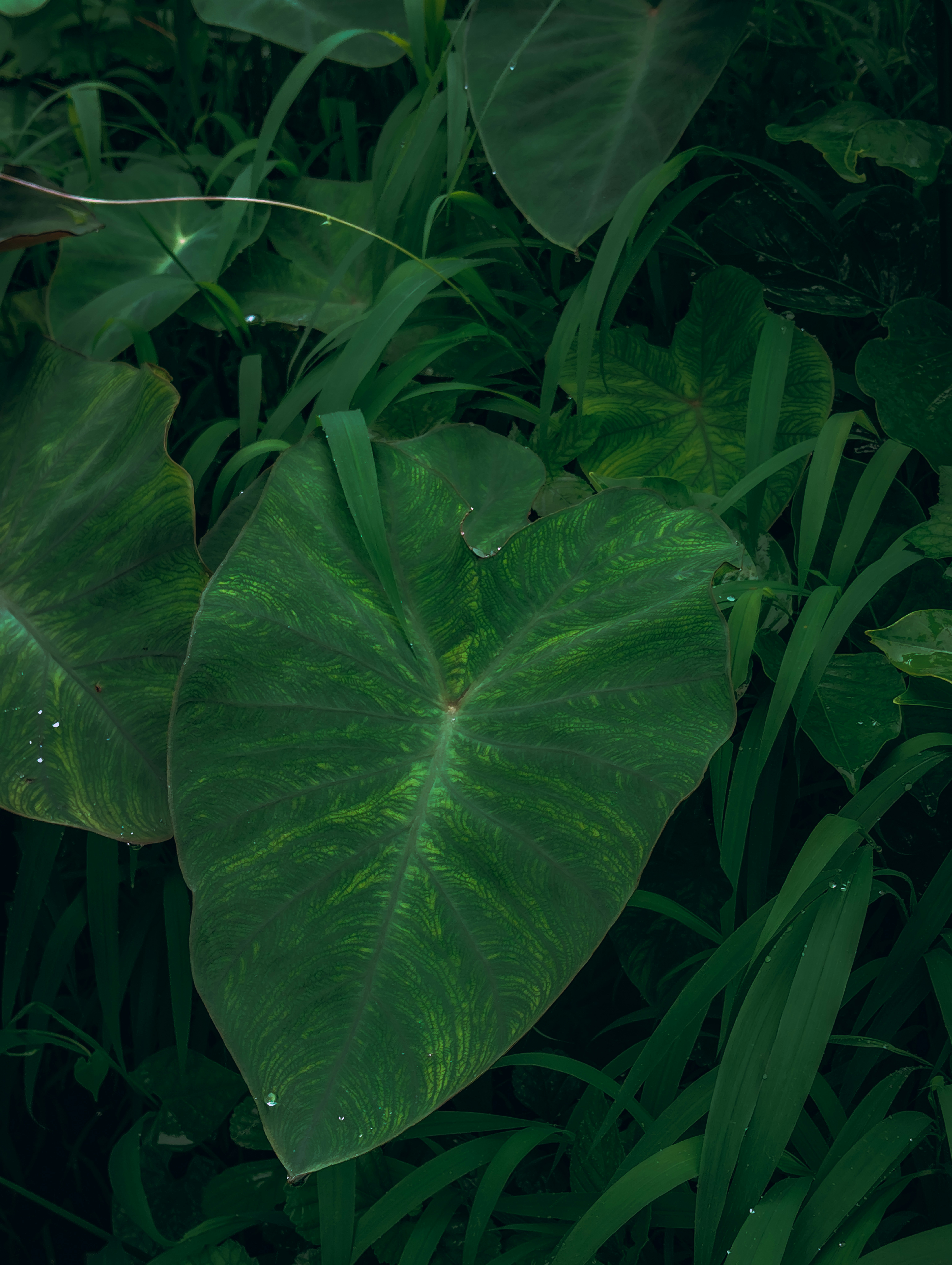 Large green leaves and grass in a lush environment.